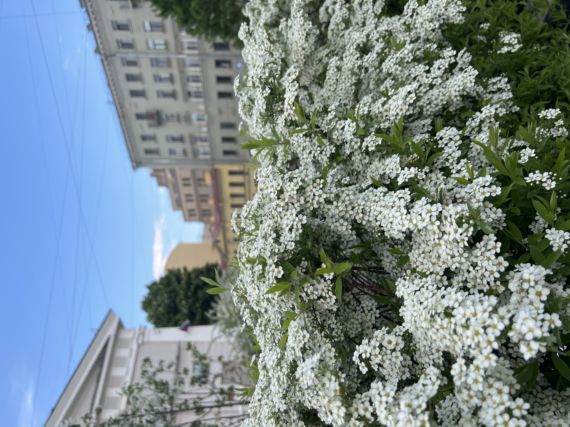 The image shows a bush of white flowers in full bloom, with a city street in the background. The architecture suggests a location in Saint Petersburg, Russia. Buildings of varying heights and styles are visible, ranging from a more traditional white building with a gabled roof to taller, multi-story structures with symmetrical windows. The sky is blue with some wisps of clouds. A Russian flag is visible on one of the buildings. The flowers are the main focus, occupying much of the foreground.