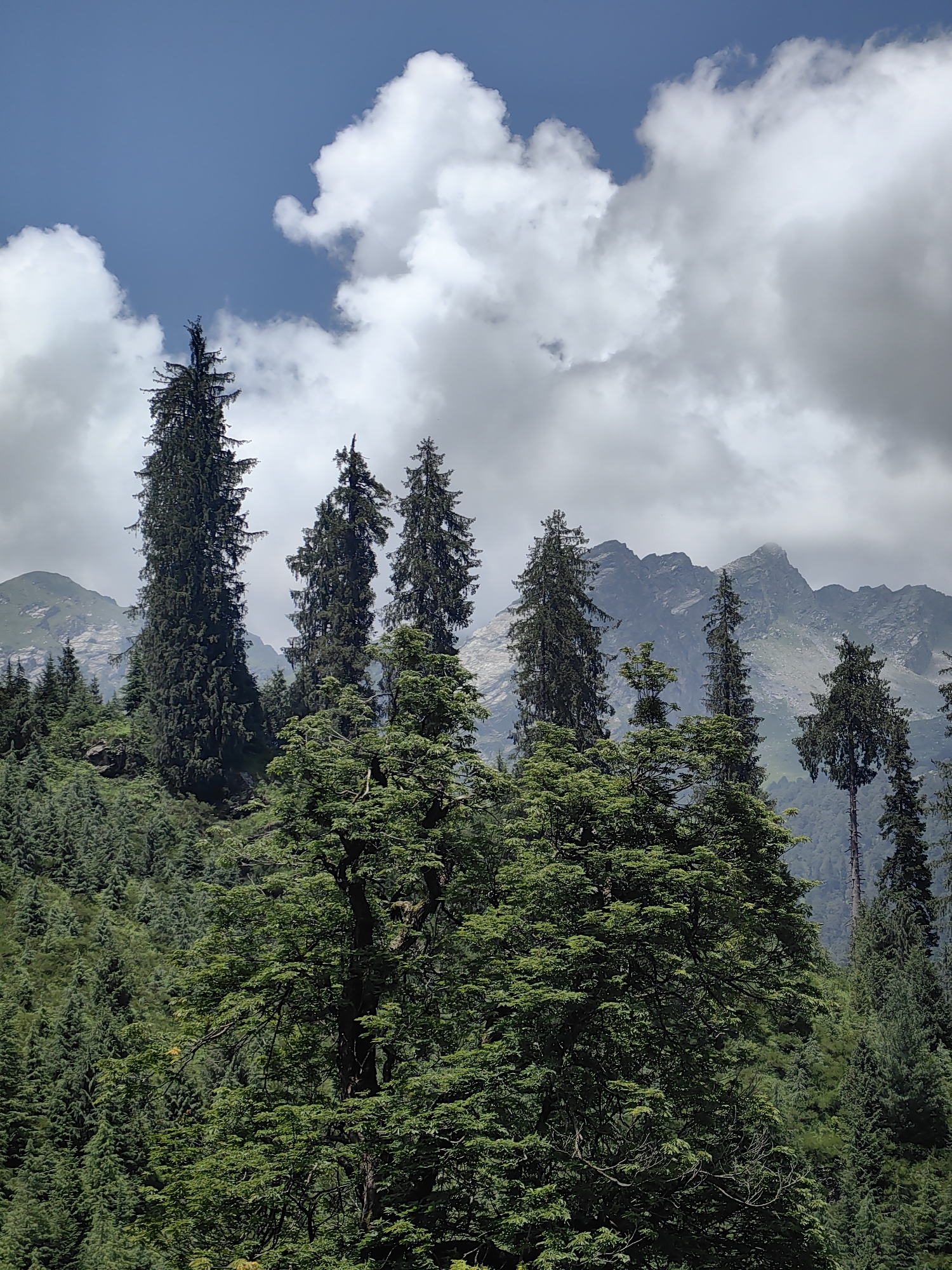 This image depicts a lush, mountainous landscape in Solang, India, characterized by dense evergreen forests and rugged peaks under a cloudy sky. In the foreground, a variety of tall, coniferous trees dominate the scene. The trees are predominantly dark green, with some lighter green foliage visible. Their branches are thick and spread wide, creating a rich canopy.
In the midground, more trees fill the frame, extending up a steep, green incline. The texture of the foliage is varied, with some areas appearing smoother and denser, while others show more individual branches and needles. The forest floor is not clearly visible due to the dense vegetation.
The background features imposing, rocky mountain ranges. These peaks are a mix of gray and brown, with some patches of green vegetation on their lower slopes. The summits are partially obscured by clouds.
The sky above is a dynamic mix of bright blue and heavy, white and gray clouds. The clouds are unevenly distributed, with some appearing fluffy and illuminated by sunlight, while others are darker and more ominous.
There are no people, animals, or man-made structures visible in the image. The overall impression is one of natural, untamed wilderness.