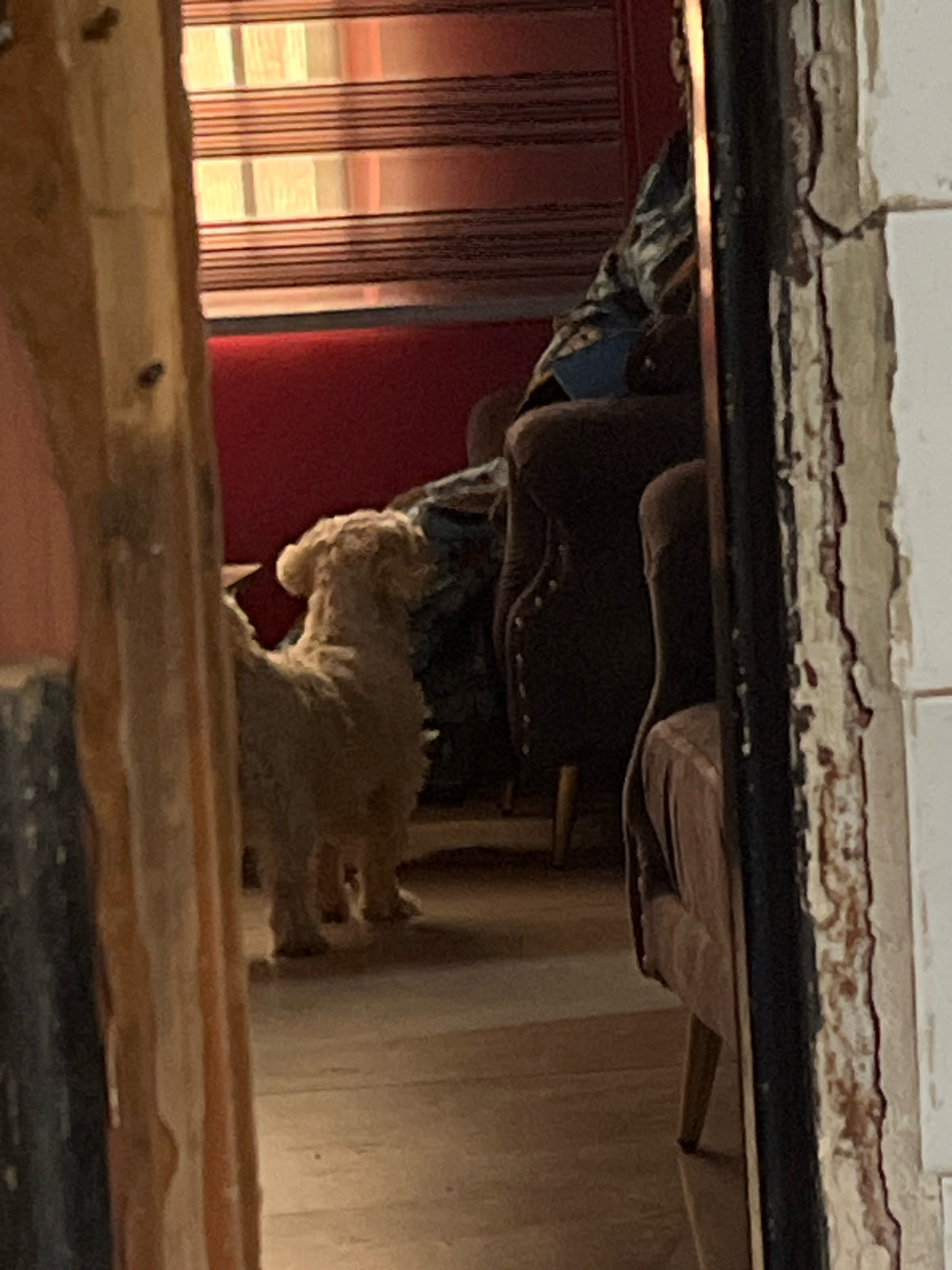The image depicts an indoor scene, likely a domestic setting, with a small, light-colored dog standing on a wooden floor. The dog is facing left, with its tail raised. Behind the dog, a person is partially visible, wearing a patterned blue and black garment, seated in a dark upholstered chair. Further to the right, another dark upholstered chair is visible, with a portion of a pinkish-brown fabric peeking out from behind it. The background features a wall painted red and a window with horizontal blinds. The foreground is partially obscured by a vertical wooden element and a dark vertical frame. The image is taken from a slightly elevated perspective, looking into the room. No specific details about the location in Barakin Lerawi, Nigeria, can be determined from the visual information provided.