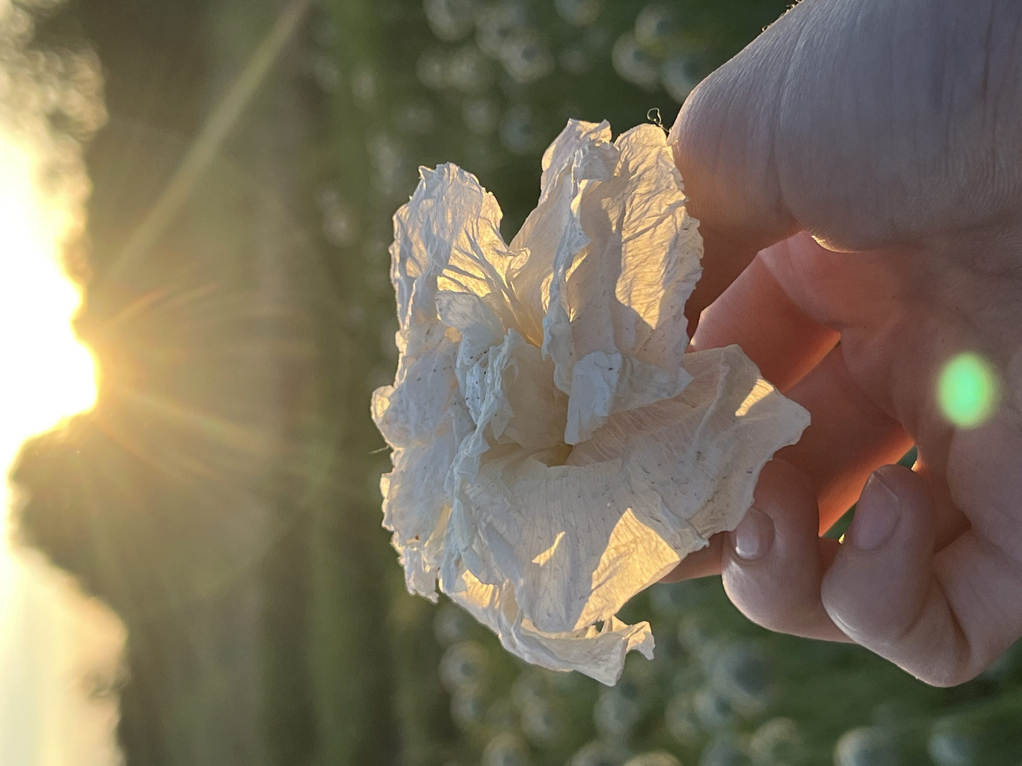 A close-up shot captures a hand holding a delicate, white flower with crinkled petals. The flower is illuminated by the warm glow of a sunset, creating a soft, ethereal light. In the background, a field of small, spherical white objects stretches towards a blurred treeline. The sun's rays break through the atmosphere, casting a golden haze and creating lens flares across the scene. The location is described as Unknown, Unknown.