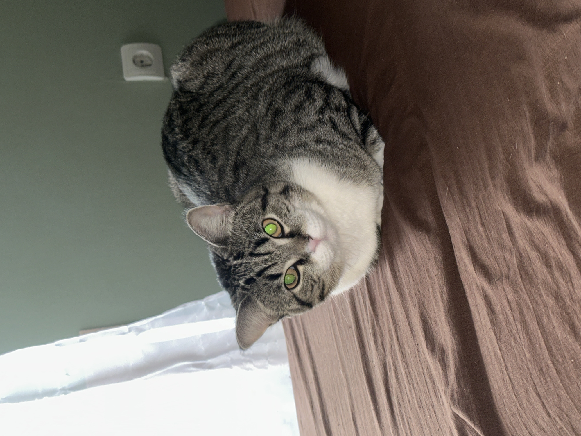 A domestic cat with gray tabby fur and white markings on its chest and face is oriented with its head towards the lower left corner of the image. The cat has green eyes and is looking up at the camera. It is positioned on a brown textured surface, possibly a bed or blanket. In the background, there is a light green wall and a white electrical outlet. A section of white fabric is visible in the lower left corner of the frame. There is no indication of the location being in the city of Chaikovsky, Russia.