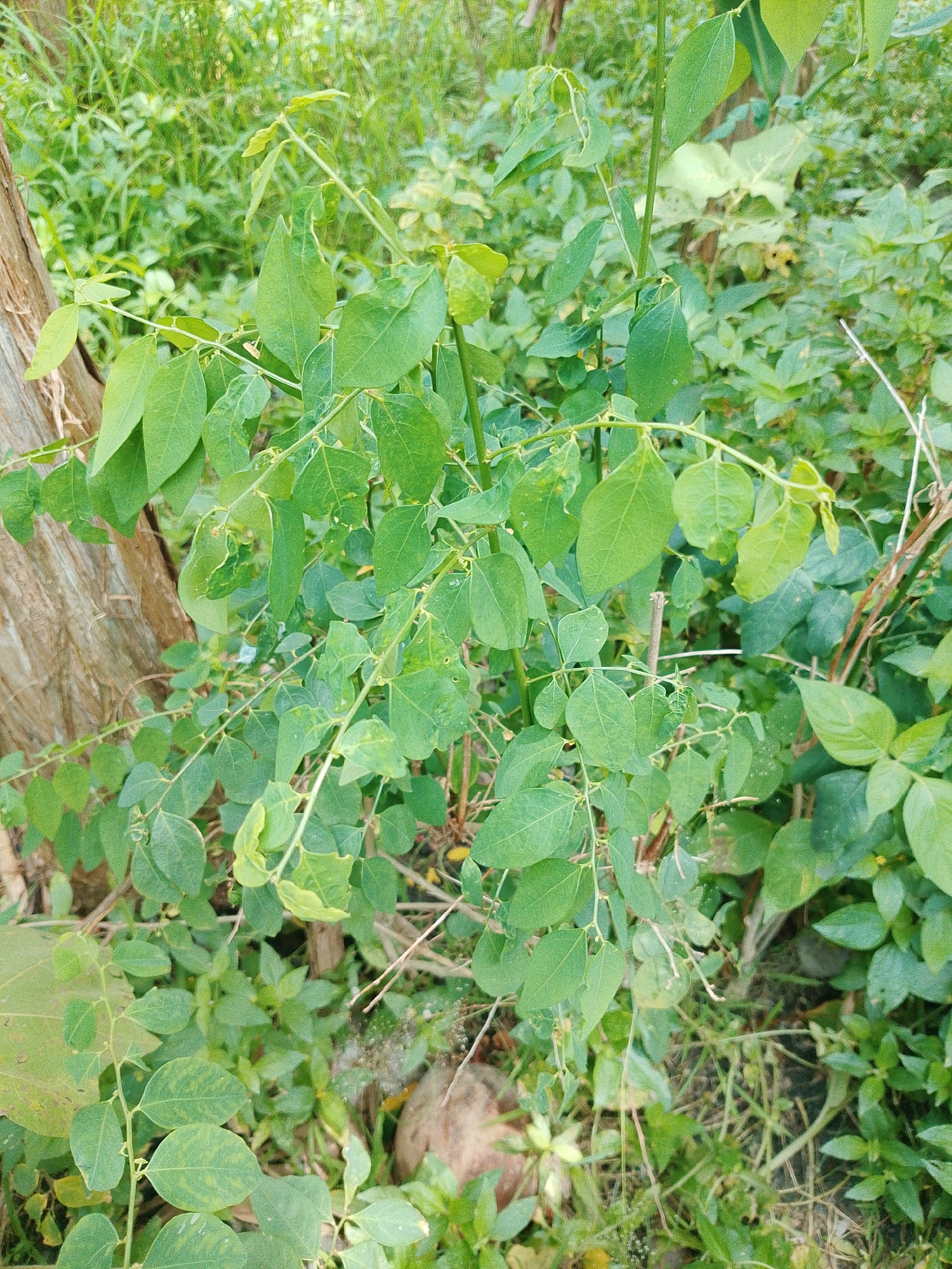 A close-up, outdoor photograph captures a leafy green plant with thin, branching stems. The plant is situated in a natural environment, likely a garden or overgrown area, with a tree trunk visible on the left side of the frame. The background is a blur of more green foliage, suggesting a dense growth of vegetation. The lighting is natural and diffused, indicating an overcast day or shaded location. No people or animals are present in the image. The scene is devoid of any man-made structures or distinct urban features, making it difficult to pinpoint an exact location within Bakaran Batu, Indonesia. The overall impression is one of a lush, untamed natural setting.