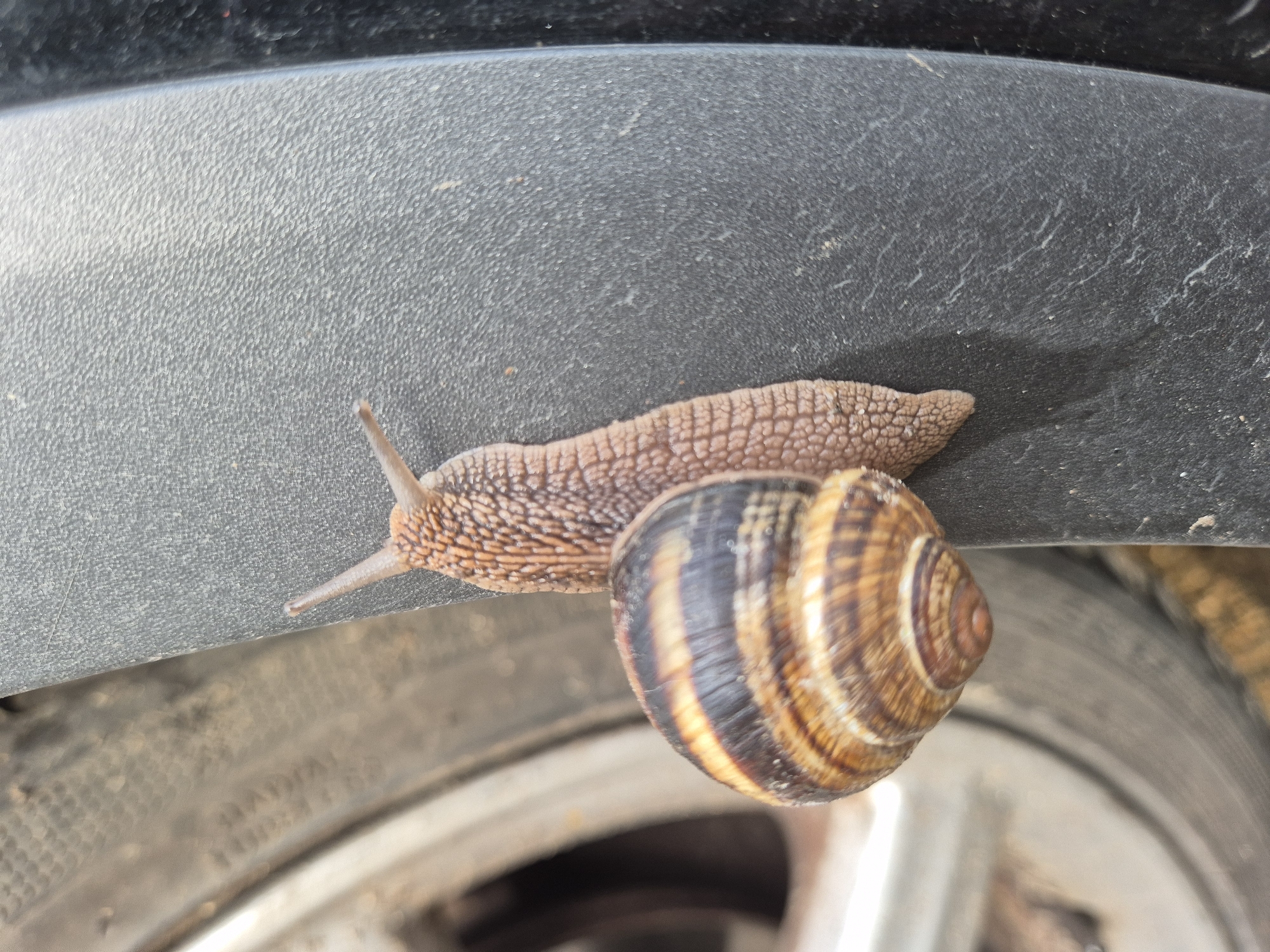 A close-up, high-angle shot captures a garden snail actively crawling across a dark, textured plastic surface, likely a car fender or bumper. The snail's elongated, light brown body, covered in a subtle, scale-like texture, is fully extended towards the left of the frame, with its two eyestalks reaching forward. Its distinctive spiral shell, adorned with alternating dark brown and lighter tan/yellow stripes, is positioned on the right side of its body.
The textured plastic surface beneath the snail is dark grey or black, showing fine dust and some faint, streaky white marks that could be dried water or residue. Below and to the right of the snail, a blurred car wheel and tire are visible, indicating an outdoor, automotive setting. The tire has discernible tread patterns, and parts of a silver or metallic rim are visible, though out of focus. The lighting suggests it is daytime, with bright, natural light illuminating the scene. No discernible text is clearly visible on any part of the image.