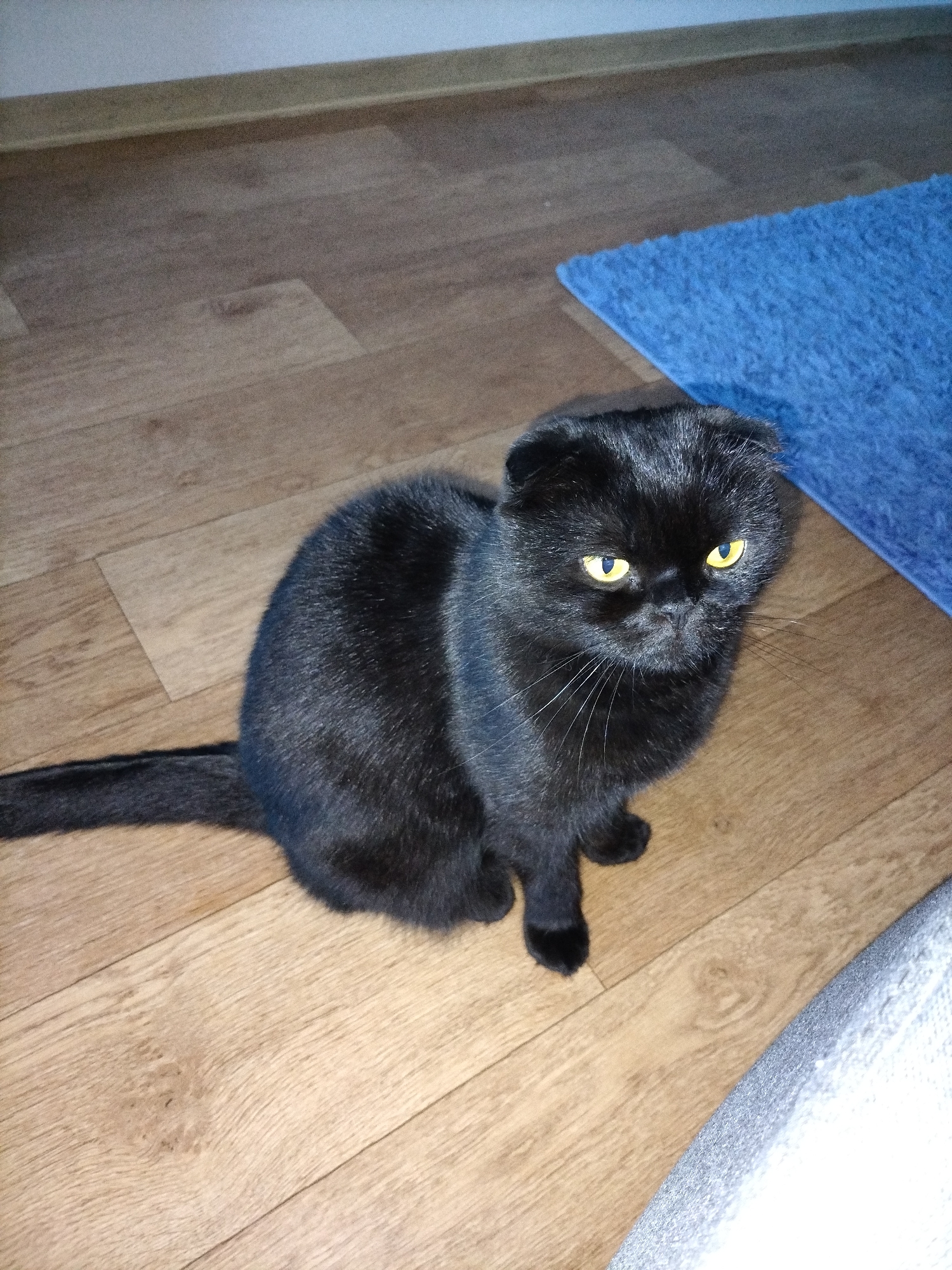 A black Scottish Fold cat with bright yellow eyes sits on a light brown wooden floor. The cat is facing the camera and looking slightly to the right. Its ears are folded down. To the right of the cat, a corner of a blue rug is visible. The background consists of the wooden floor and a white baseboard along the wall. The overall lighting is dim.