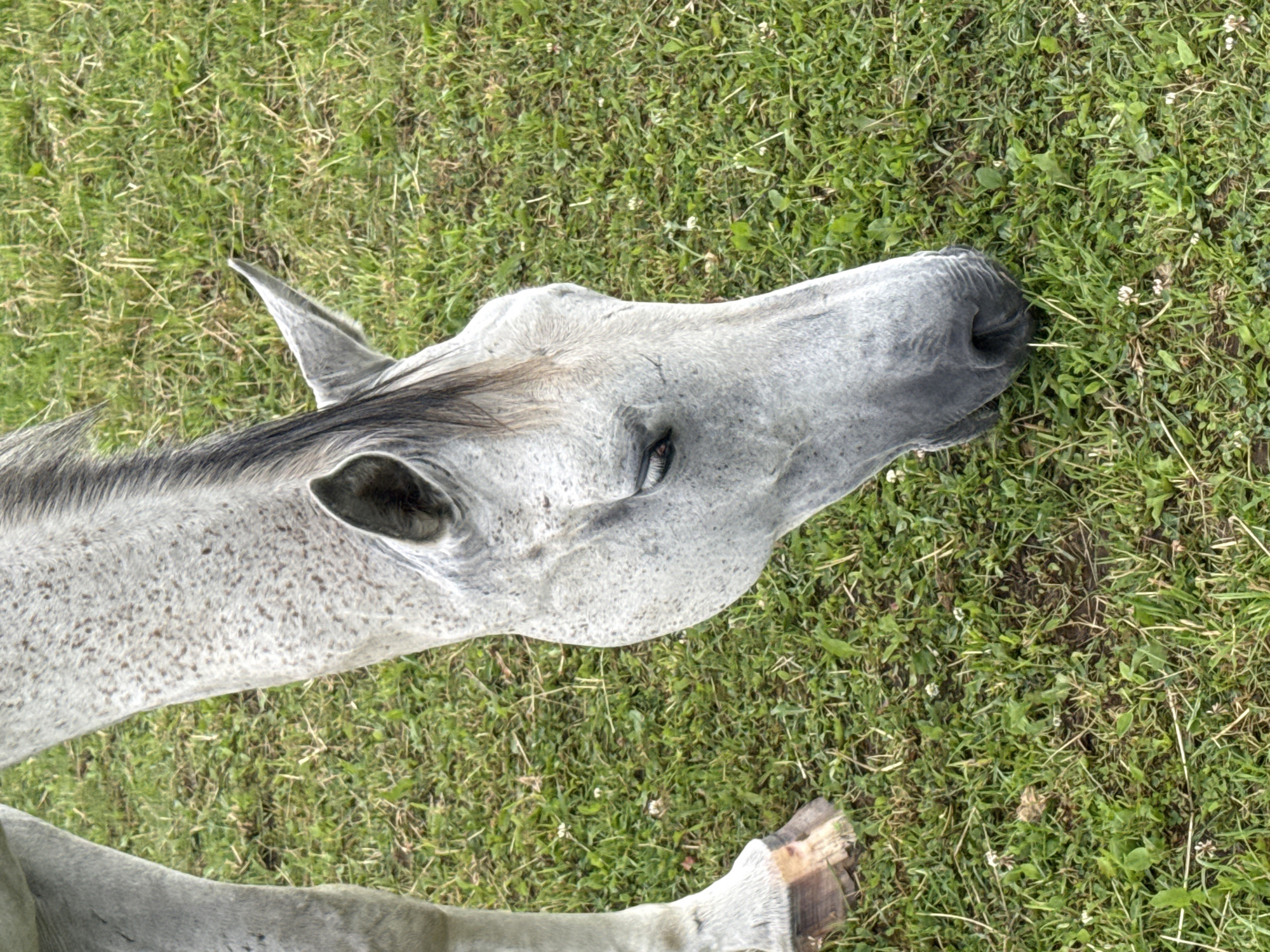 A close-up, high-angle shot captures a dappled gray horse grazing on a grassy field in Bendoriai, Lithuania. The horse's head is lowered towards the ground, its muzzle and part of its face filling the lower right portion of the frame. Its eye is visible, looking down at the grass. The horse's mane is dark and runs down its neck, which is speckled with darker gray spots. To the left, a portion of the horse's foreleg is visible, ending in a hoof. The ground is covered in lush green grass, interspersed with small white clover flowers and some dry straw. The scene is set in an outdoor environment, likely a pasture or field.