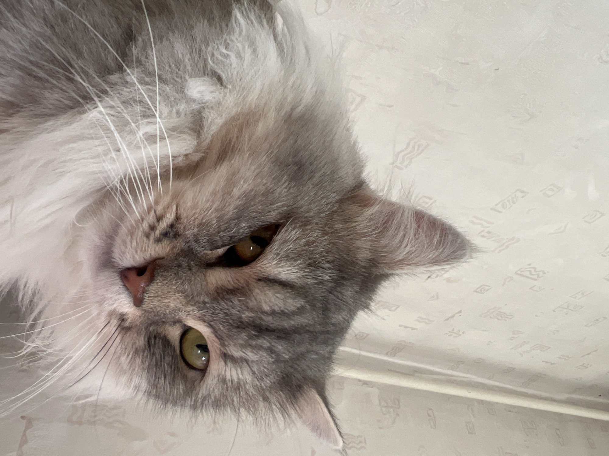 A close-up, angled view of a grey and white fluffy cat's face. The cat has one amber and one green eye visible. Its nose is pink, and long white whiskers are prominent. The background appears to be a light-colored patterned surface, possibly a countertop or wall. There is no evidence in the image to associate it with the city of Chaikovsky, Russia.