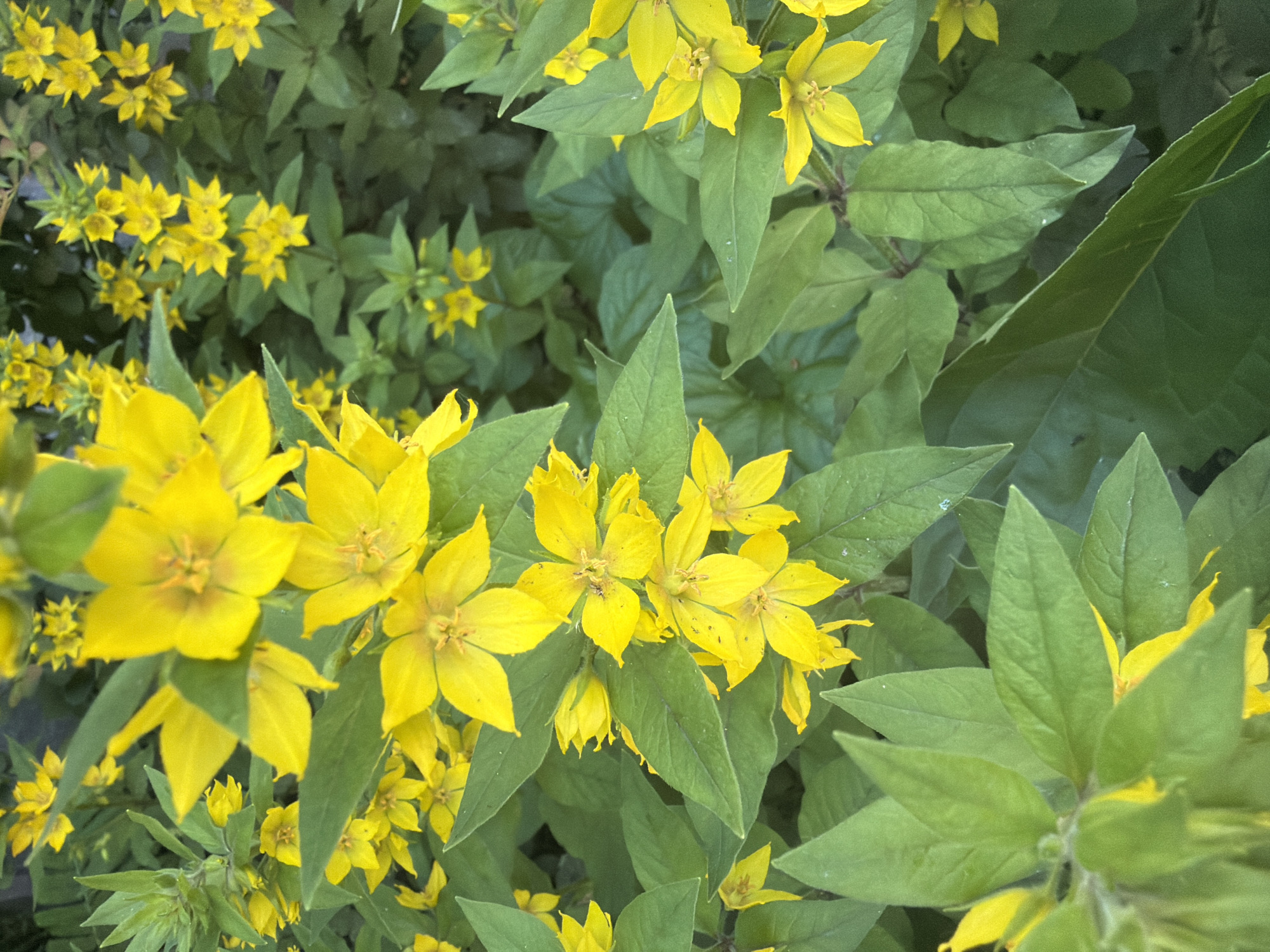 The image displays a close-up view of a cluster of bright yellow flowers with green leaves. The flowers have five petals and a prominent stamen in the center. Some flowers are fully open, while others are in bud form. The leaves are lance-shaped and have a matte texture. The background is a blur of more green foliage and hints of other yellow flowers. The lighting suggests it is daytime, possibly in the late morning or early afternoon, with the sun illuminating the flowers. The setting appears to be a garden or a natural outdoor space. There are no people or visible man-made structures in the image. The scene is peaceful and natural, focusing solely on the botanical elements.