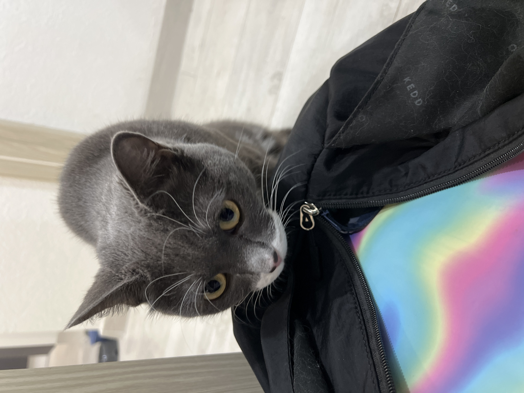 A gray cat with yellow eyes is peering into a partially open black backpack with a colorful, iridescent interior. The backpack has a zipper with a silver pull. The cat is positioned on a light-colored, possibly wooden, surface. The background is a blurred, light-colored wall. The location is not discernible from the image.