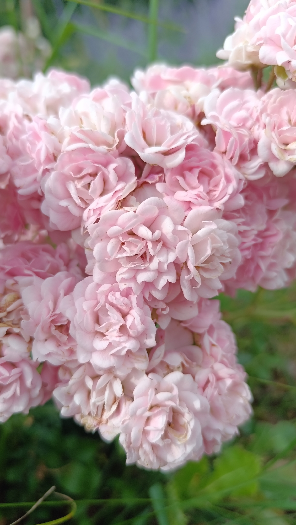 A close-up, vertical, slightly blurred photograph captures a dense cluster of delicate, pale pink roses in bloom. The roses are tightly packed, with many individual petals forming ruffled layers. Some roses are fully open, revealing their intricate centers, while others are still in bud. The background is softly out of focus, showing hints of green foliage and a pale, hazy light, suggesting an outdoor setting. There are no people, actions, or interactions depicted. The scene is devoid of any specific urban or environmental markers that would indicate its location within Samara, Russia.