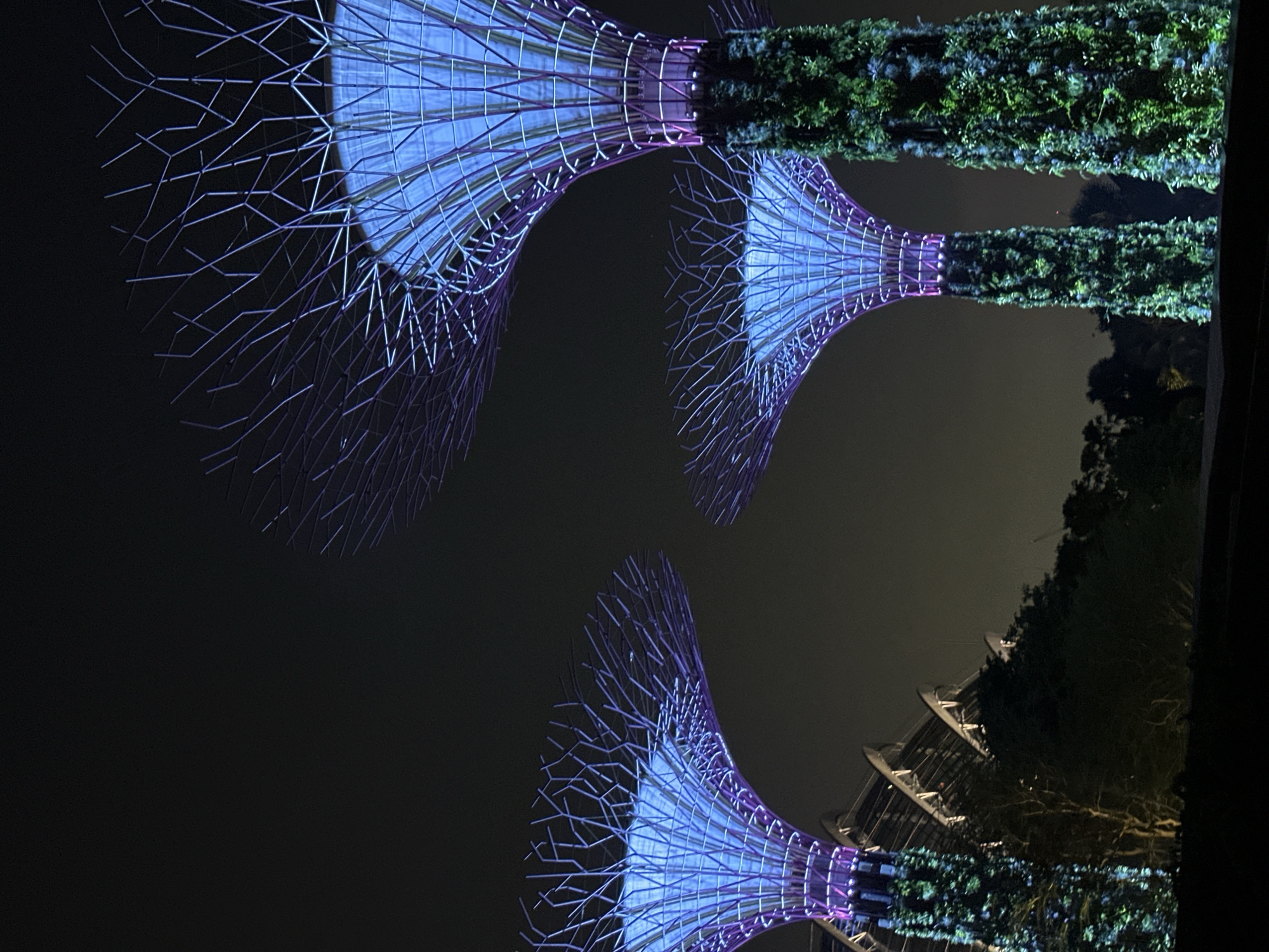 This photograph captures a nighttime view of the Supertree Grove at Gardens by the Bay in Singapore. The iconic vertical gardens, designed to mimic trees, are illuminated with vibrant blue and purple lights, creating a surreal and futuristic landscape. The trunks of the Supertrees are covered in lush vegetation, adding a natural element to the man-made structures. In the background, the distinctive architecture of the domes of Gardens by the Bay can be seen, also illuminated by artificial lights. The sky is dark, indicating it is night, and the overall atmosphere is one of wonder and technological advancement.