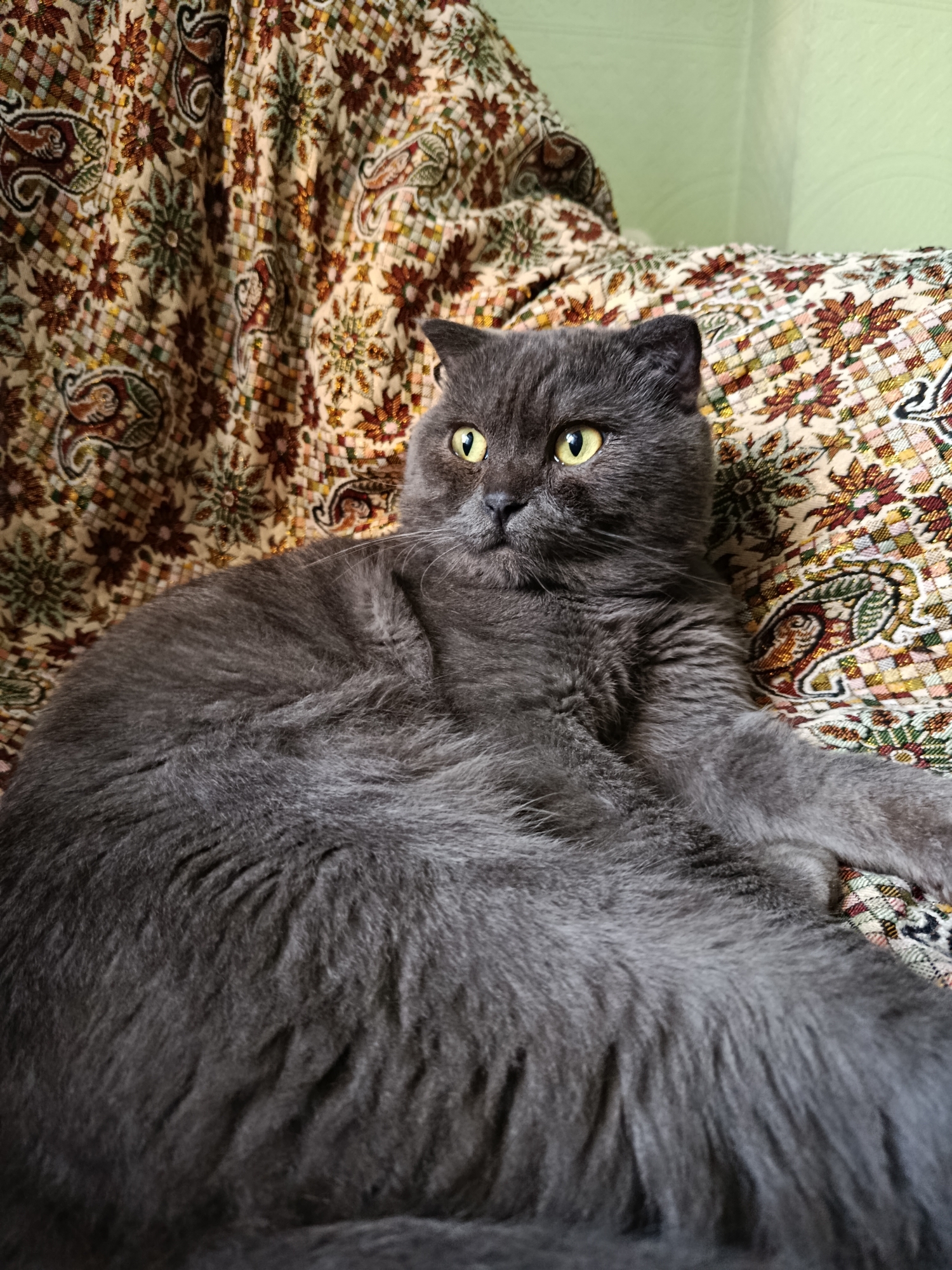 A fluffy, grey cat with yellow eyes is lying on a patterned sofa. The sofa has a cream-colored base with a repeating pattern of floral and paisley designs in shades of brown, rust, gold, and green. The cat is positioned in the center of the image, facing to the left, with its body stretched out. Its fur appears dense and soft. The background is slightly out of focus, showing a light green wall. There is no indication of the city of Baku, Azerbaijan, within the image content.