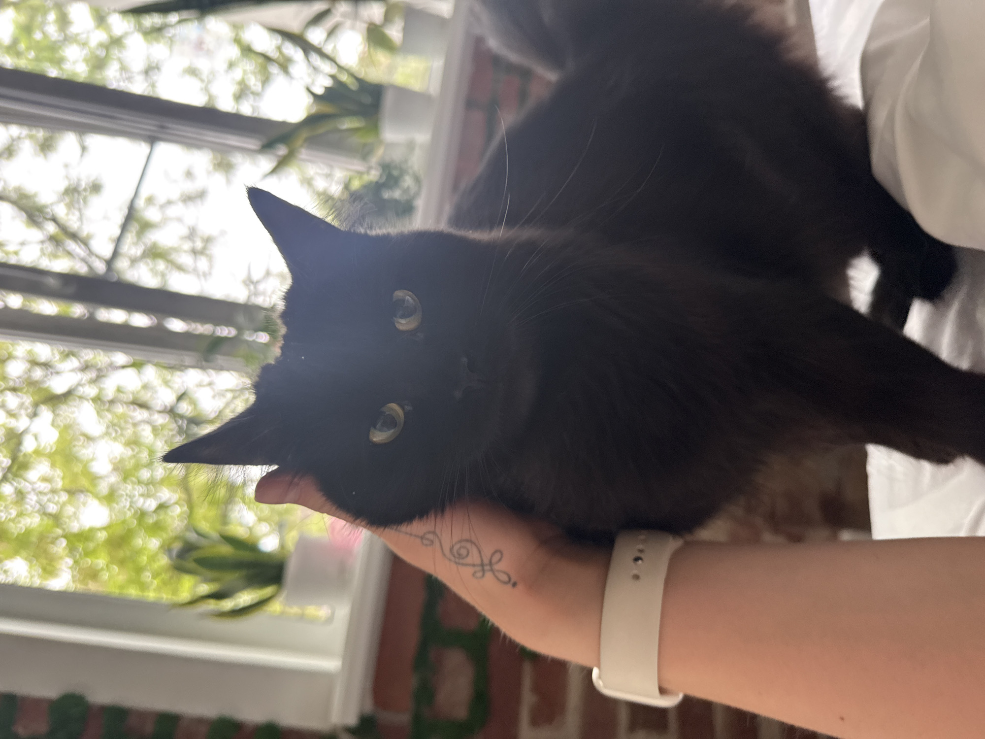 A person is holding a black cat in their hand. The person is wearing a white smartwatch on their left wrist and has a tattoo on their hand. In the background, there is a window with greenery outside. The specific location in Rostov-on-Don, Russia is not identifiable from the image.
