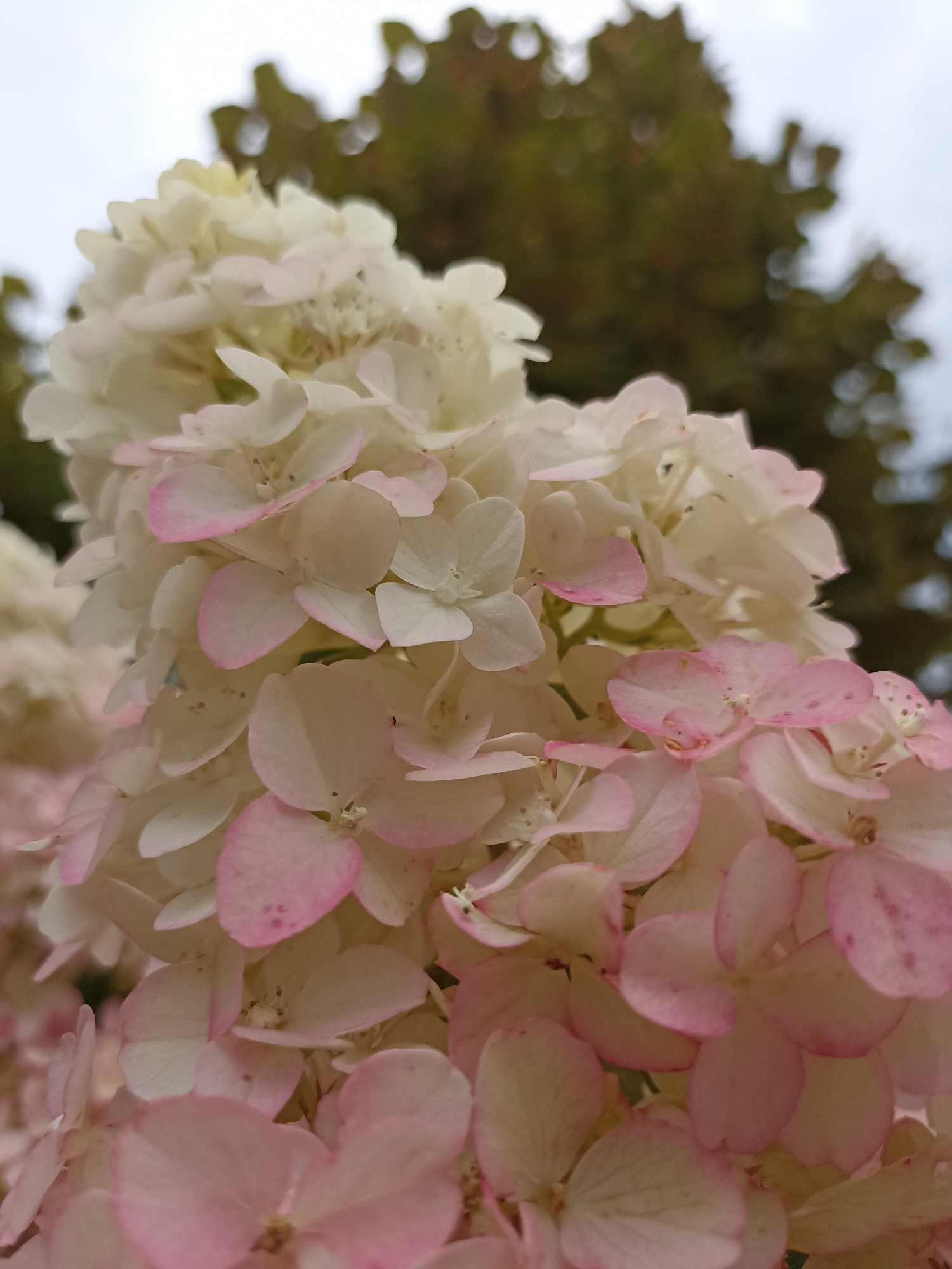This image is a close-up, low-angle shot of a cluster of pale pink and white hydrangea flowers. The flowers are in bloom and tightly packed together, creating a voluminous, rounded shape. Some petals have delicate pink edges, while others are predominantly white with hints of pink. The background is out of focus, showing a blurred green tree canopy against an overcast sky. The scene appears to be outdoors, likely in a garden or park setting. There are no people, objects, or actions depicted in the image, only the natural beauty of the flowers and their environment.