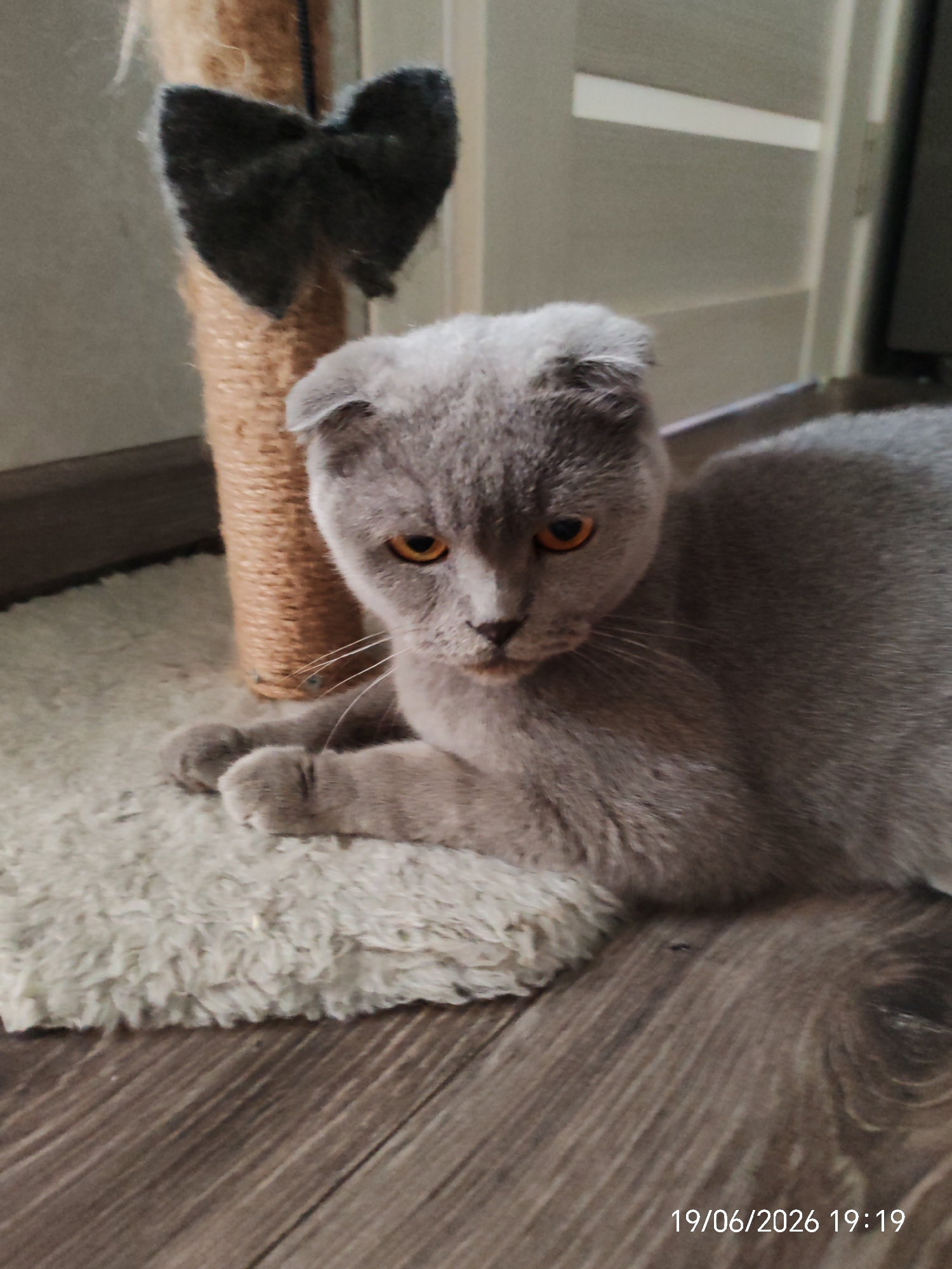 A Scottish Fold cat with grey fur and orange eyes is lying on a fluffy rug next to a scratching post. The cat is looking forward with a neutral expression. The background shows a wall and a door. The image was taken in Yablonovsky, Russia, on June 19, 2026, at 19:19.