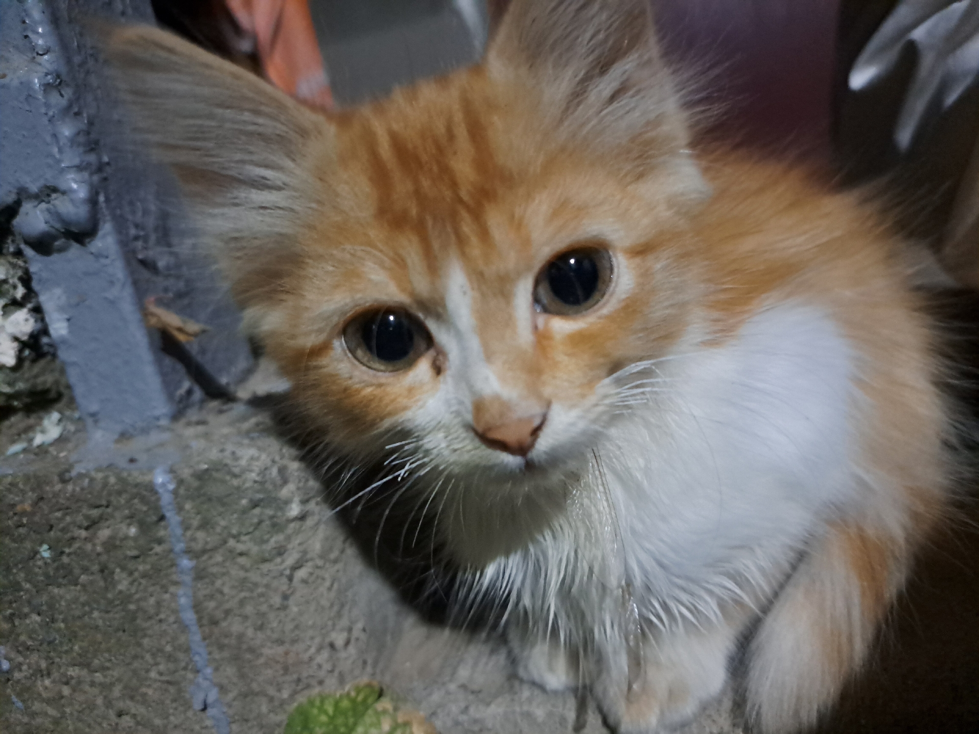 An orange and white kitten is crouched on a rough, textured surface that appears to be concrete or stone. The kitten is looking directly at the camera with wide, dark eyes. Its fur is fluffy, with prominent orange stripes on its head and back, and white fur on its chest and belly. Long, thin white whiskers are visible around its nose and mouth. The background is dark and out of focus, with hints of other objects, possibly furniture or walls, and a reddish-orange fabric. A portion of a green, spiky object, possibly a plant, is visible in the lower left corner of the image. The lighting is dim, creating shadows and highlighting the kitten's features. The scene appears to be an outdoor or semi-outdoor urban setting.