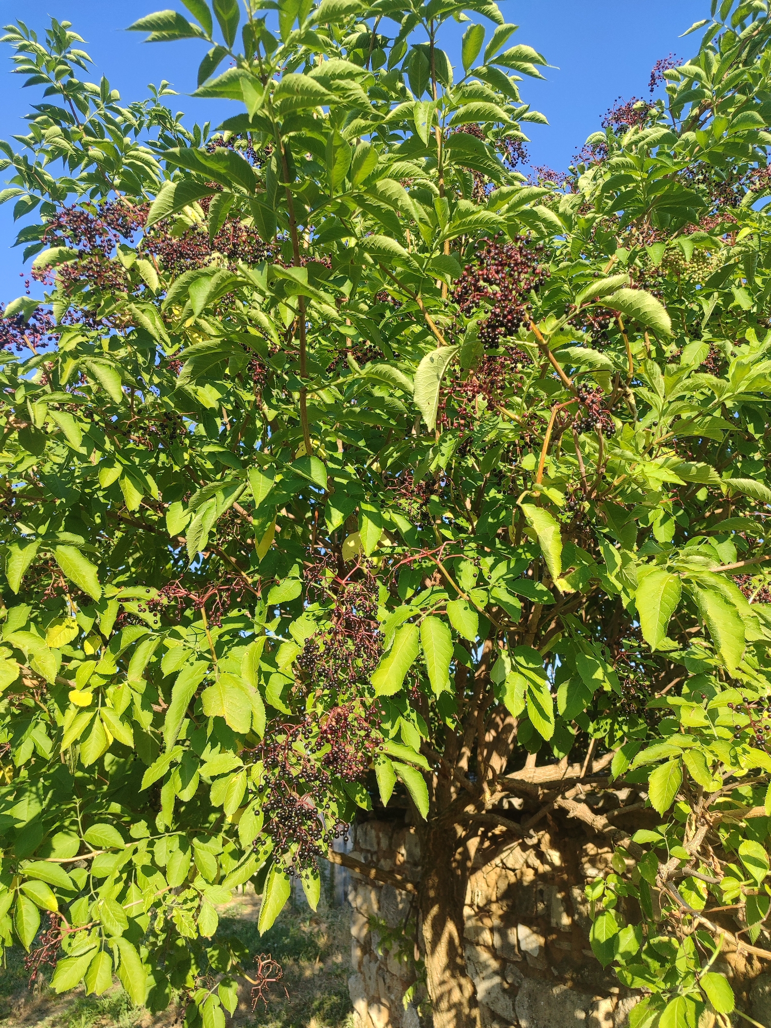 A medium shot shows the sunlit branches of an elderberry bush laden with dark purple berries against a clear blue sky. The leaves are a vibrant green, with some appearing slightly yellowed from the sun. The bush is growing in front of a rustic stone wall. The shadows cast by the branches and leaves create a dappled pattern on the wall and the ground below. The composition is predominantly green and purple, with the blue sky providing a bright backdrop. The scene appears to be outdoors, with no people or animals visible.