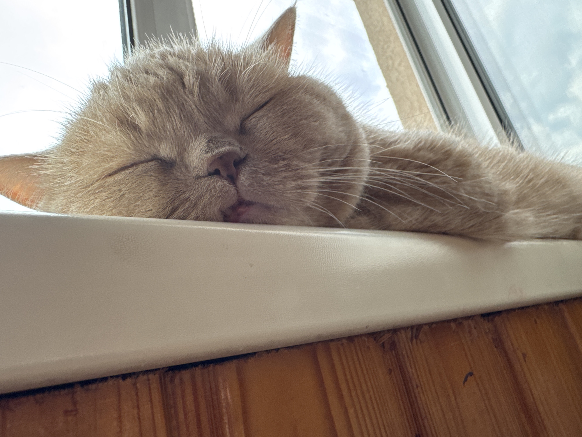 A light brown, short-haired cat is sleeping on a white windowsill. The cat is lying on its side with its eyes closed and its head resting on the windowsill. Its ears are relaxed, and its whiskers are spread out. The cat's fur is fluffy and appears soft. Behind the cat, a window shows a bright sky with some clouds. The windowsill is made of a smooth, white material, and below it, there is a wooden surface with a visible wood grain pattern. The lighting suggests it is daytime. The scene is captured from a low angle, focusing on the cat and the windowsill. There are no other individuals or significant objects visible in the frame. The location is not specified beyond "Unknown, Unknown."