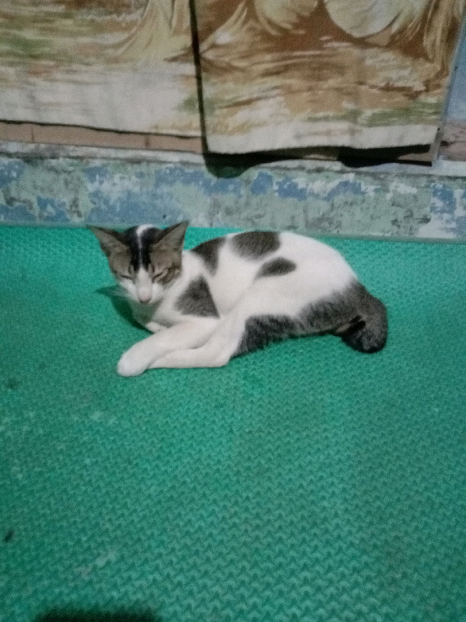 A calico cat with patches of white, black, and gray is resting curled up on a green textured mat. The cat's eyes are mostly closed, suggesting it is relaxed or sleeping. The background shows a wall with peeling paint and a patterned fabric hanging above it. The setting appears to be outdoors or in a covered outdoor area, possibly a porch or yard, in Lhokseumawe, Indonesia.