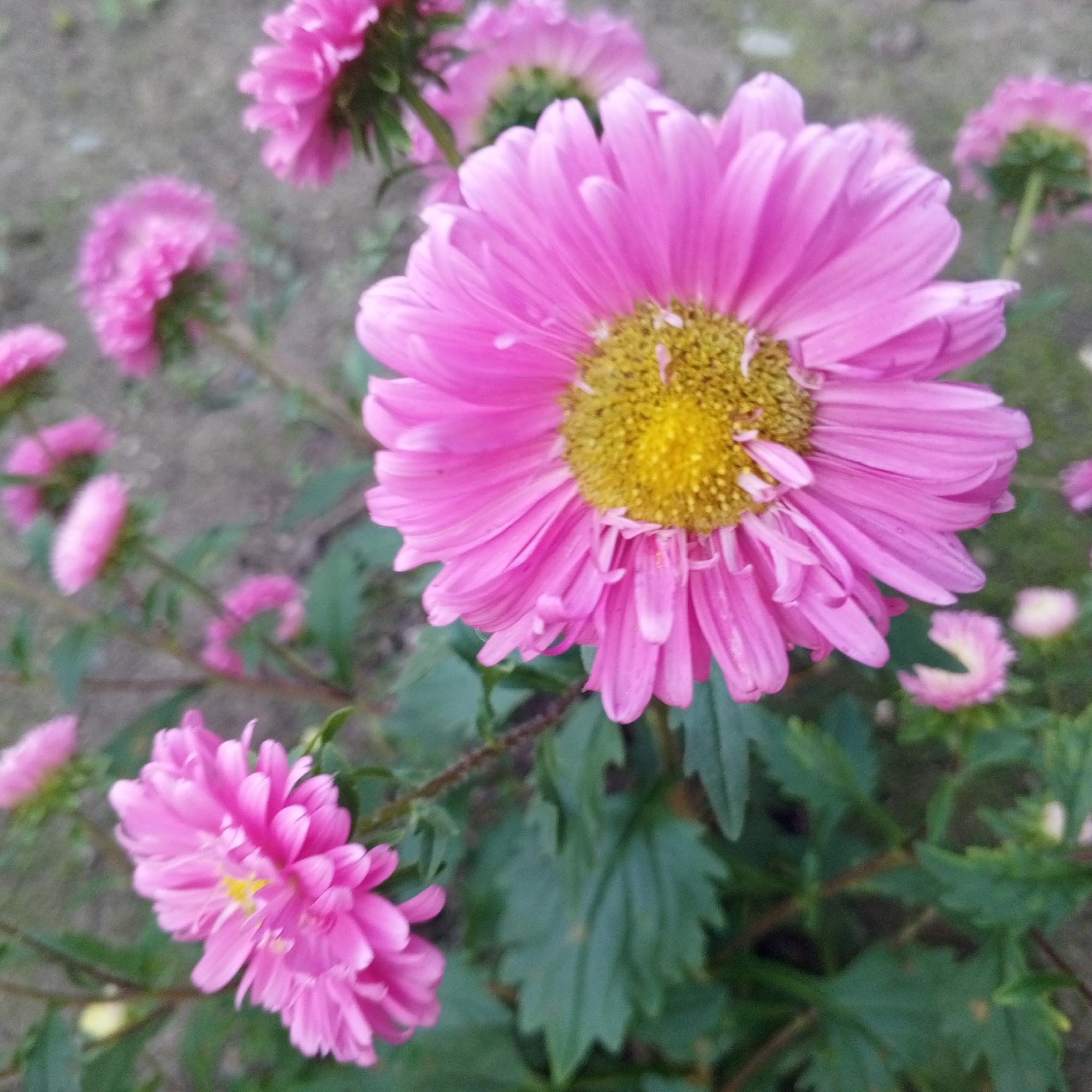 The image shows a cluster of pink asters with yellow centers in what appears to be a garden or natural setting. The flowers are in various stages of bloom, with some fully open and others still developing. The background is out of focus, but suggests dry soil and some greenery. There is no indication of urban surroundings or specific landmarks that would pinpoint a location within Sayanogorsk, Russia. The image is a close-up shot of the flowers, with no people or discernible human activity present.