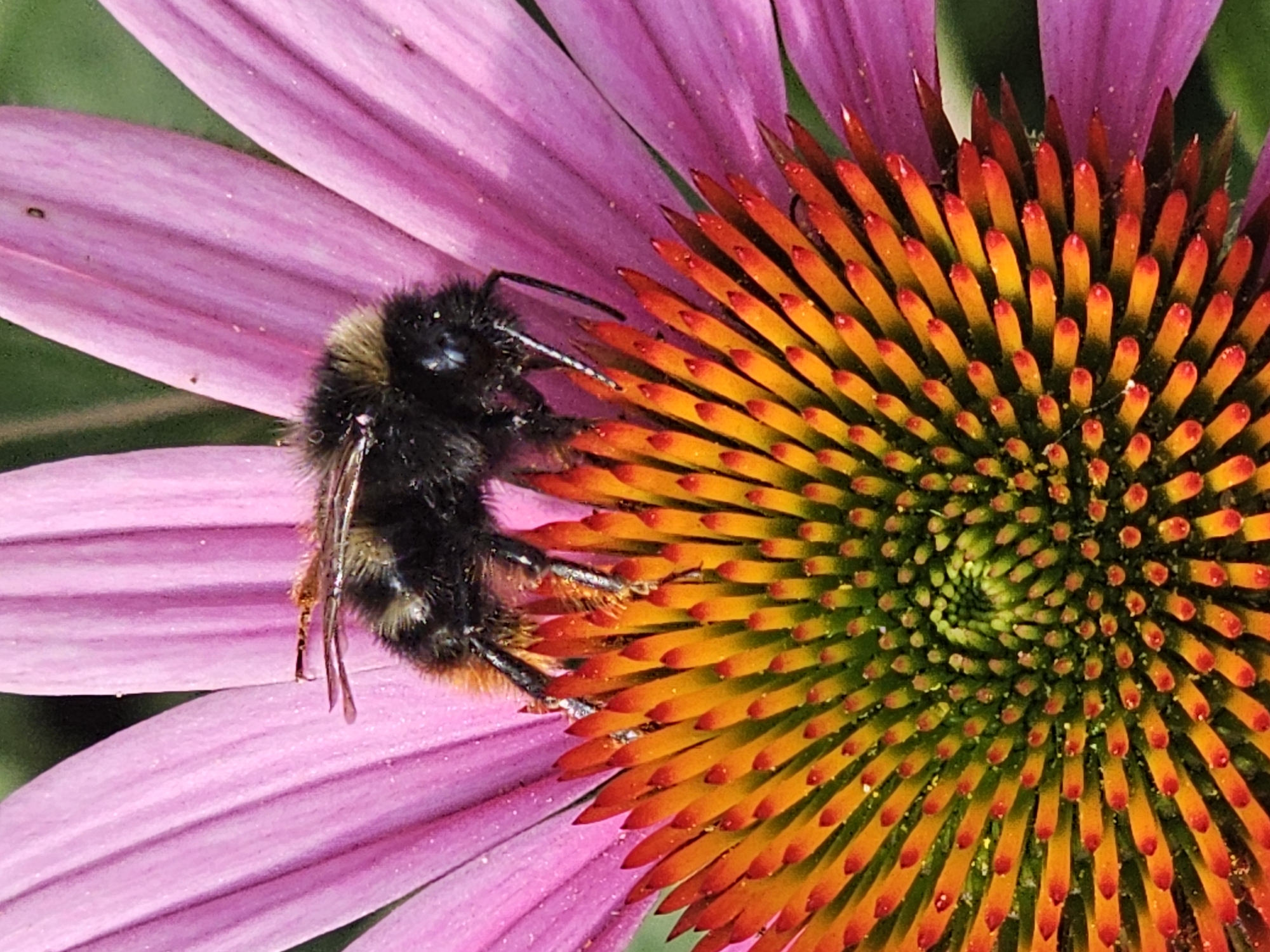 A close-up, vertical, eye-level shot shows a bumblebee on a pink coneflower. The bee is positioned in the center of the flower, with its head facing left and its body angled towards the viewer. Its fuzzy, black and yellow striped body is clearly visible, as are its legs and antennae. The bee appears to be collecting nectar from the flower's orange and yellow cone. The coneflower's petals are a vibrant pink, and the center of the flower is a complex spiral of tiny orange and yellow florets. The background is blurred green, suggesting the flower is in a garden or natural setting. The image is well-lit and in focus, highlighting the intricate details of the bee and the flower. There are no people or buildings visible in the image.