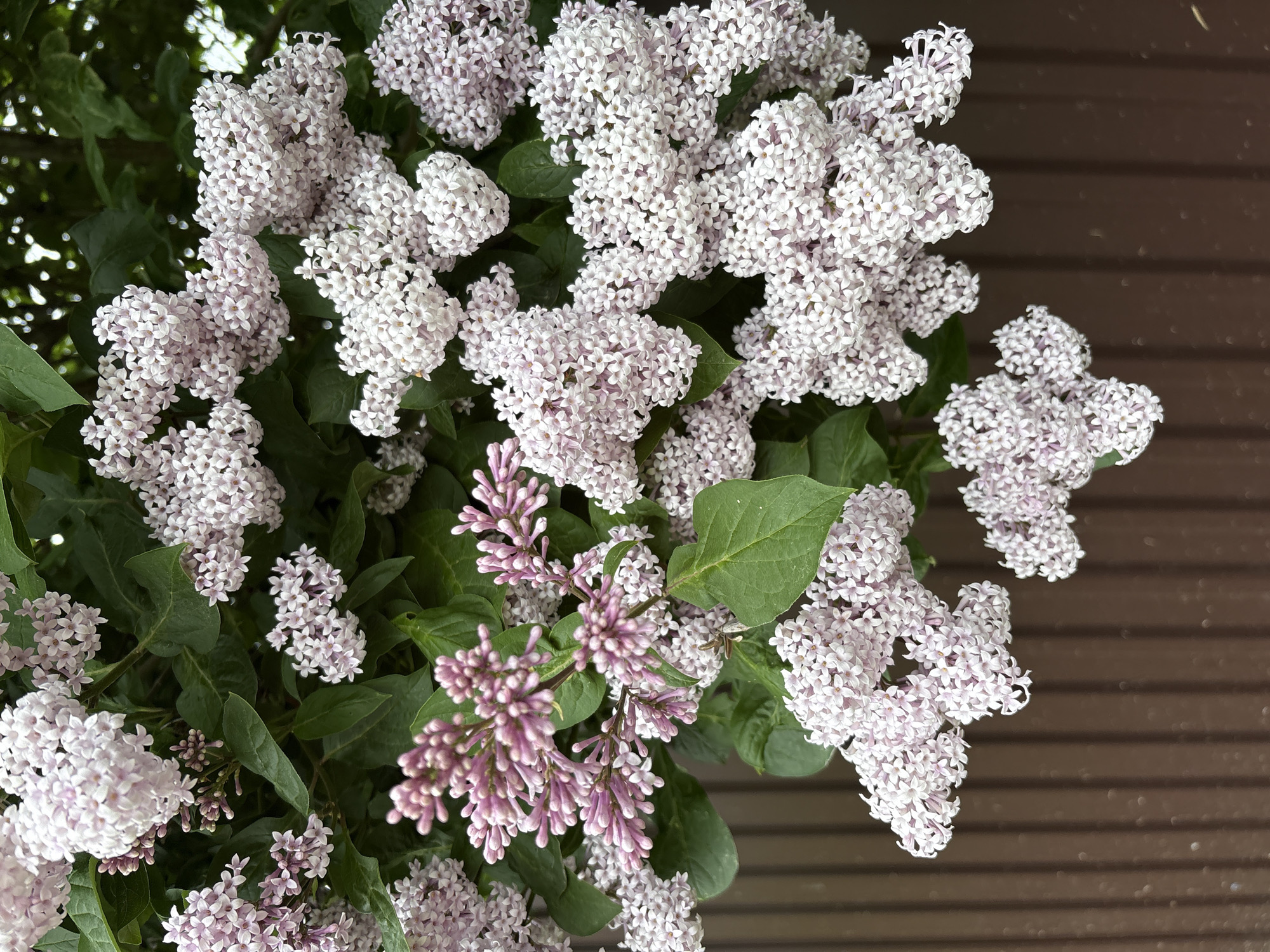 A close-up, eye-level, vertical shot captures a cluster of pale pink lilac blossoms against a backdrop of dark green leaves and a brown wooden fence. The lilacs are in full bloom, with many small, delicate flowers forming large, pyramidal clusters. Some of the blossoms are slightly more vibrant pink, suggesting different stages of bloom. The focus is sharp on the flowers and leaves in the foreground, with the background fence appearing slightly blurred. The scene is outdoors, suggesting a garden or park setting. No people are visible in the image. The location is identified as Lyady, Russia.