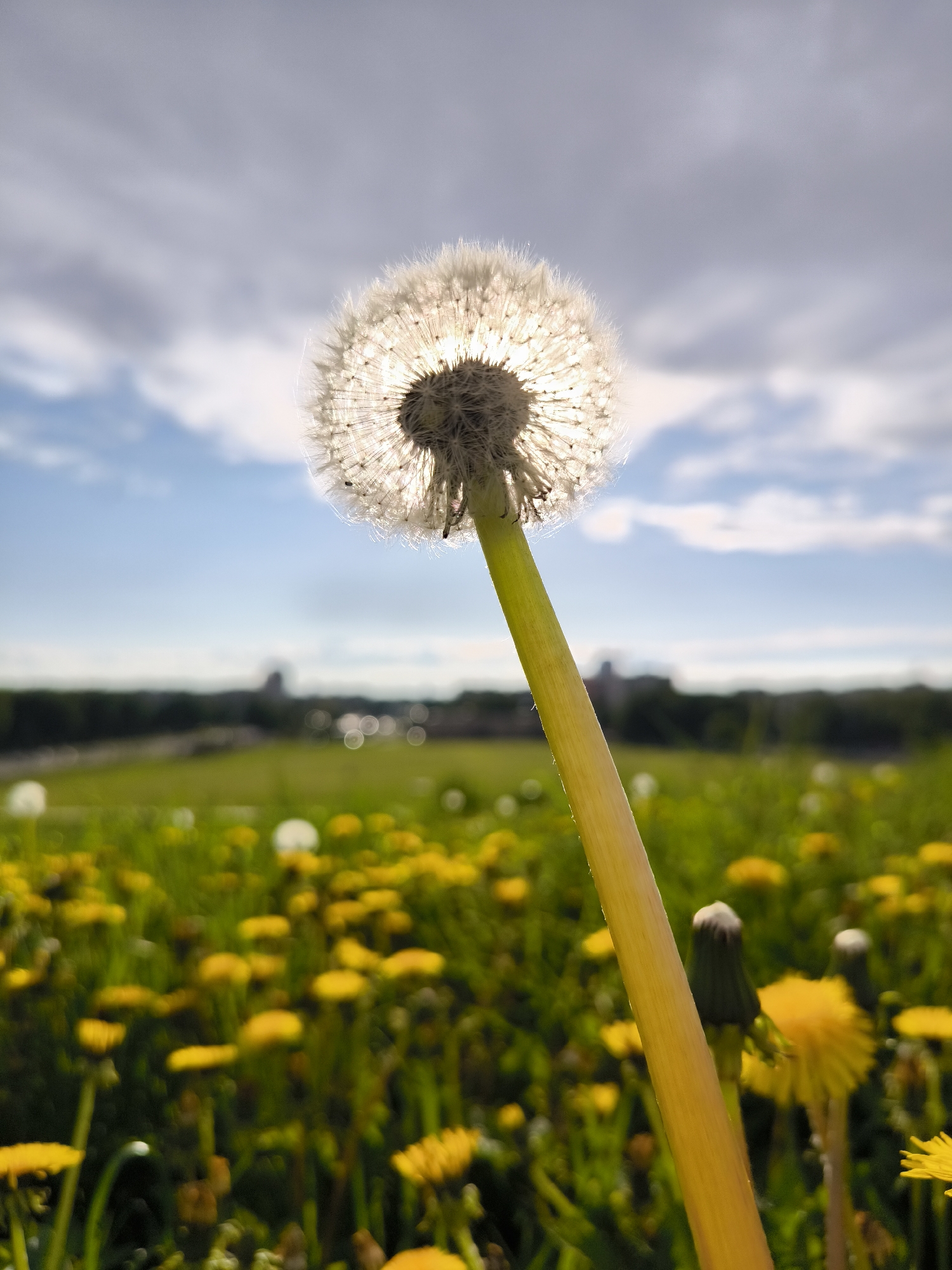 The image shows a dandelion in focus, with a field of yellow dandelions in the background. The stem of the dandelion is yellow, and the head is a white puffball with seeds. The sun is behind the dandelion head, causing a halo effect. The background shows a green field and a blurred cityscape in the distance. The sky is blue with white clouds. The location is Riga, Latvia, based on the city view in the background and the common presence of dandelions in this region.