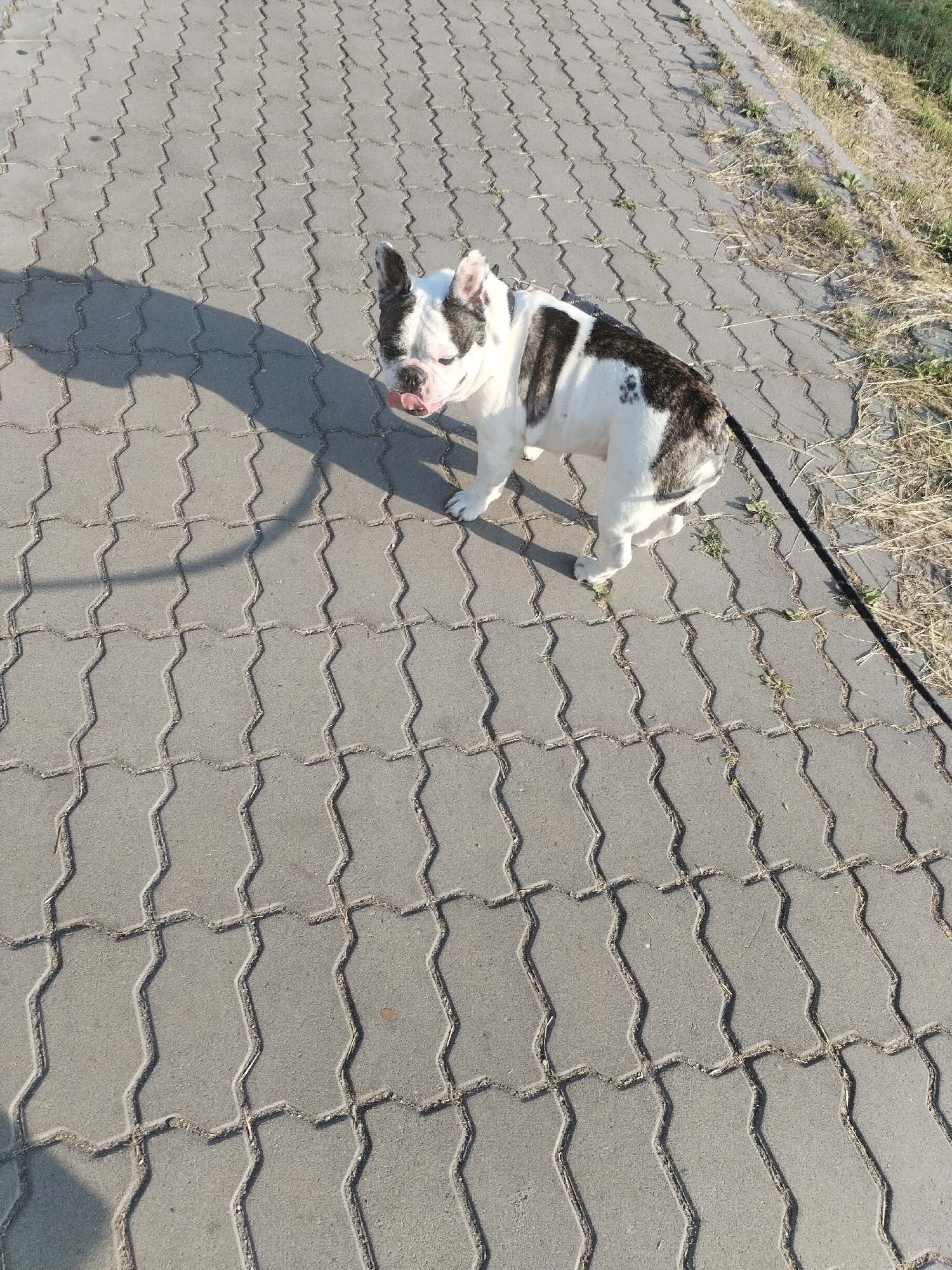 A French bulldog stands on a paved walkway, its tongue flicking out in a pink blur. The dog is predominantly white with black markings on its head and back, including a distinct patch over its left eye. Its ears are perked up, and it appears to be looking towards the camera.
The walkway is made of interlocking gray pavers arranged in a wavy pattern. The sun casts a long shadow of the dog to its left, indicating that the photo was taken in the late afternoon or early morning. To the right of the walkway, dry grass and sparse weeds line a slightly elevated embankment. The lighting suggests a sunny day.
The scene is outdoors, likely in a park or a public pathway, given the paving and the natural surroundings. There is no visible text in the image. The overall mood conveyed is one of a pet enjoying a walk in pleasant weather.
