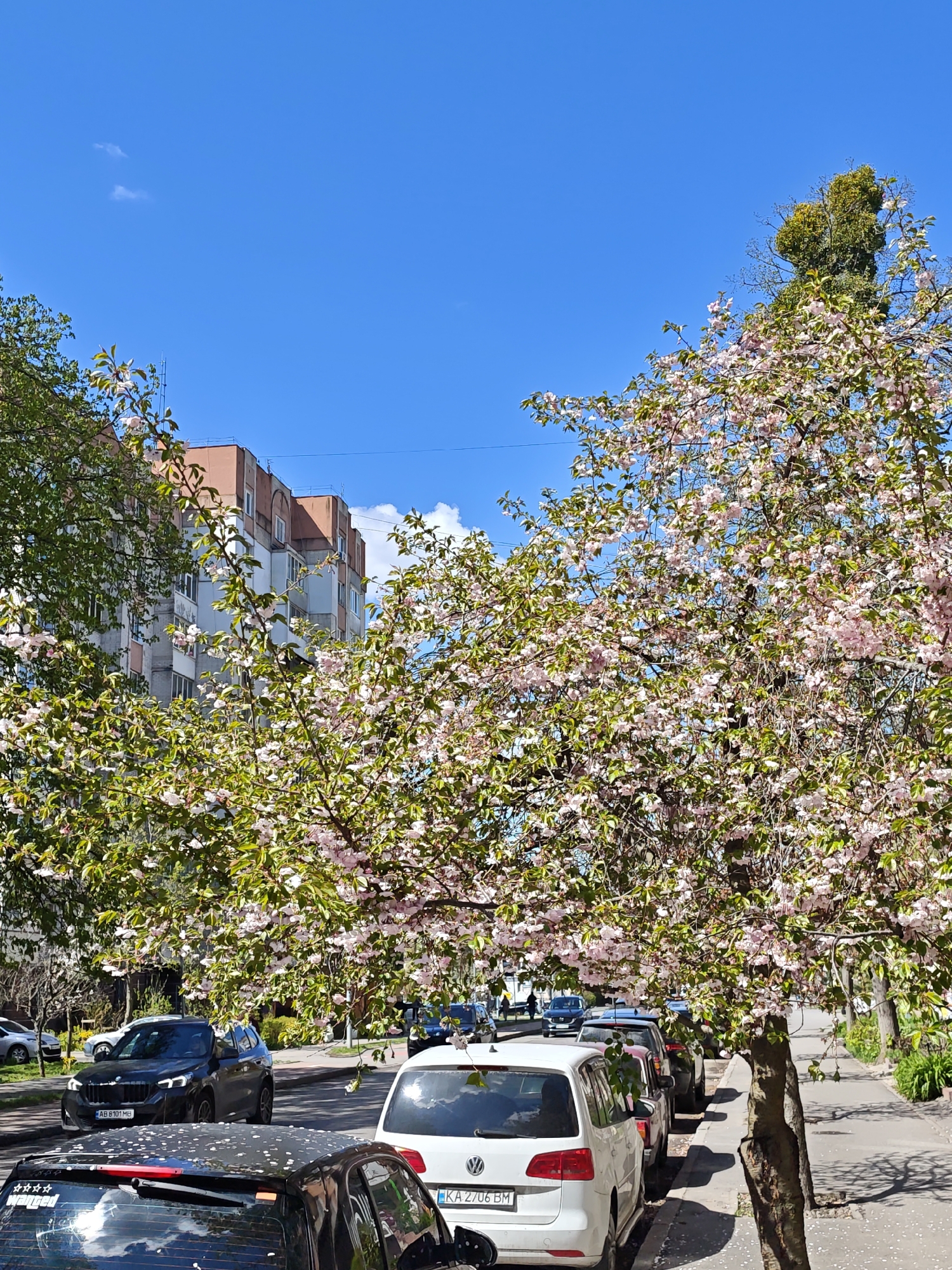 This outdoor photograph captures a vibrant street scene in Vinnytsia, Ukraine, during springtime. The image is framed by two large trees in full bloom, featuring delicate pink and white blossoms and fresh green leaves, strongly suggesting they are cherry or apple trees.
The sky above is a clear, brilliant blue with a few wispy white clouds, indicating a sunny and pleasant day. In the foreground, several cars are visible. On the left, a black hatchback is parked, with its rear window speckled with fallen petals. A sticker with five white stars is visible on its back window. On the right, a white Volkswagen minivan/wagon is parked, its license plate reading "KA 2706 BM," a Ukrainian plate indicating registration in Kyiv city. Moving towards the center, a black BMW SUV is seen driving towards the viewer; its license plate, "AB 8101 MB," specifically identifies it as registered in the Vinnytsia region, aligning with the provided location context. Other cars are parked along the street and visible in the distance.
Between the blooming trees, a multi-story residential building stands in the background. It features light grey walls with distinctive reddish-brown sections on its upper floors and roofline, a common architectural style in the region. The sunlight casts clear shadows on the asphalt road and concrete sidewalk, suggesting it's mid-day. The overall scene conveys a cheerful and fresh mood, characteristic of spring.