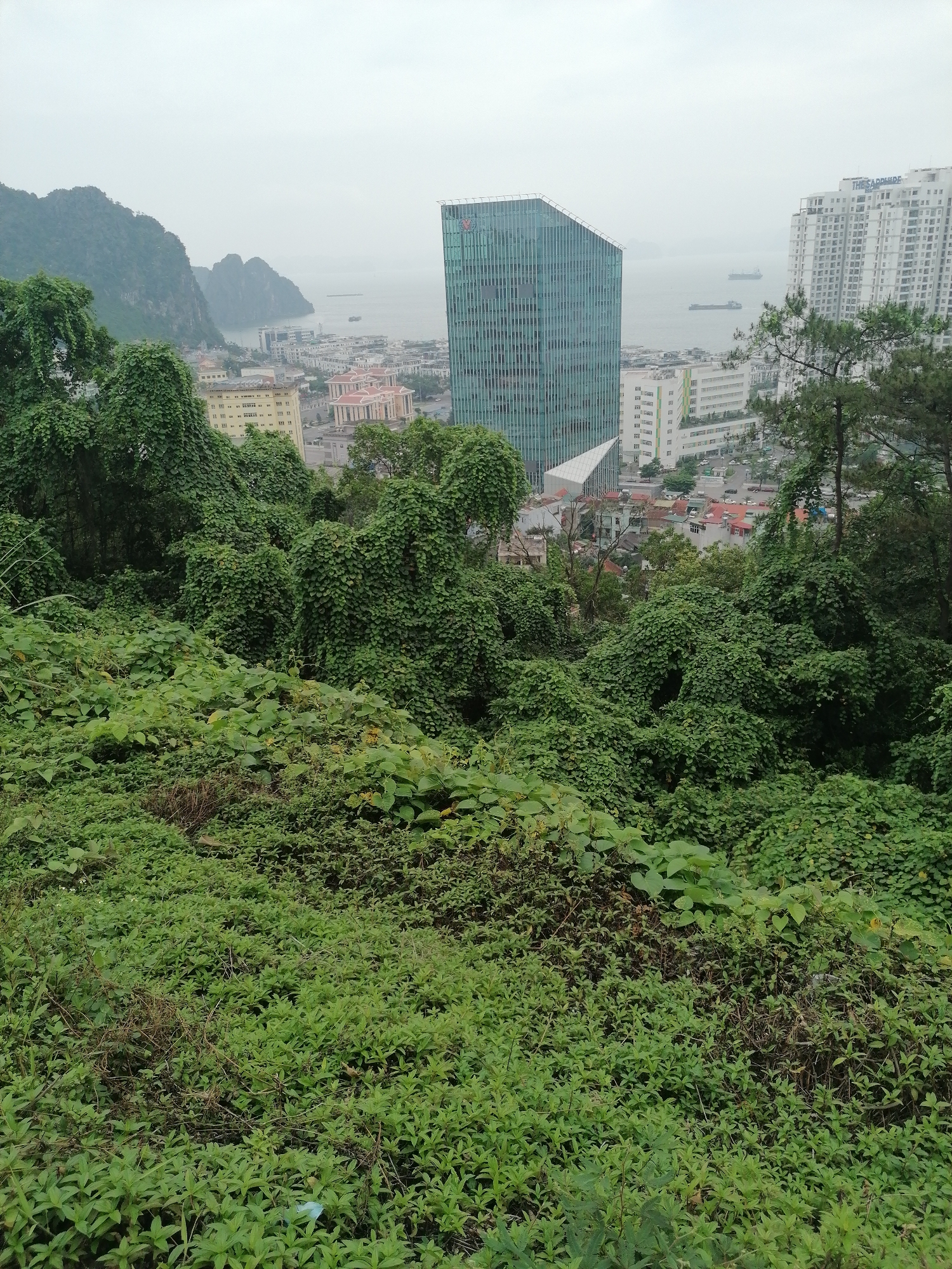 The image shows an elevated view from an overgrown hillside in Hong Gai Ward, Vietnam. Dense vegetation covers the foreground and midground. Trees and bushes are heavily laden with vines. The cityscape is visible in the background, featuring a modern high-rise building with a green facade and a taller white building. Other lower buildings are scattered throughout the city. In the distance, a bay is visible, with limestone karsts and a few ships in the water under an overcast sky.