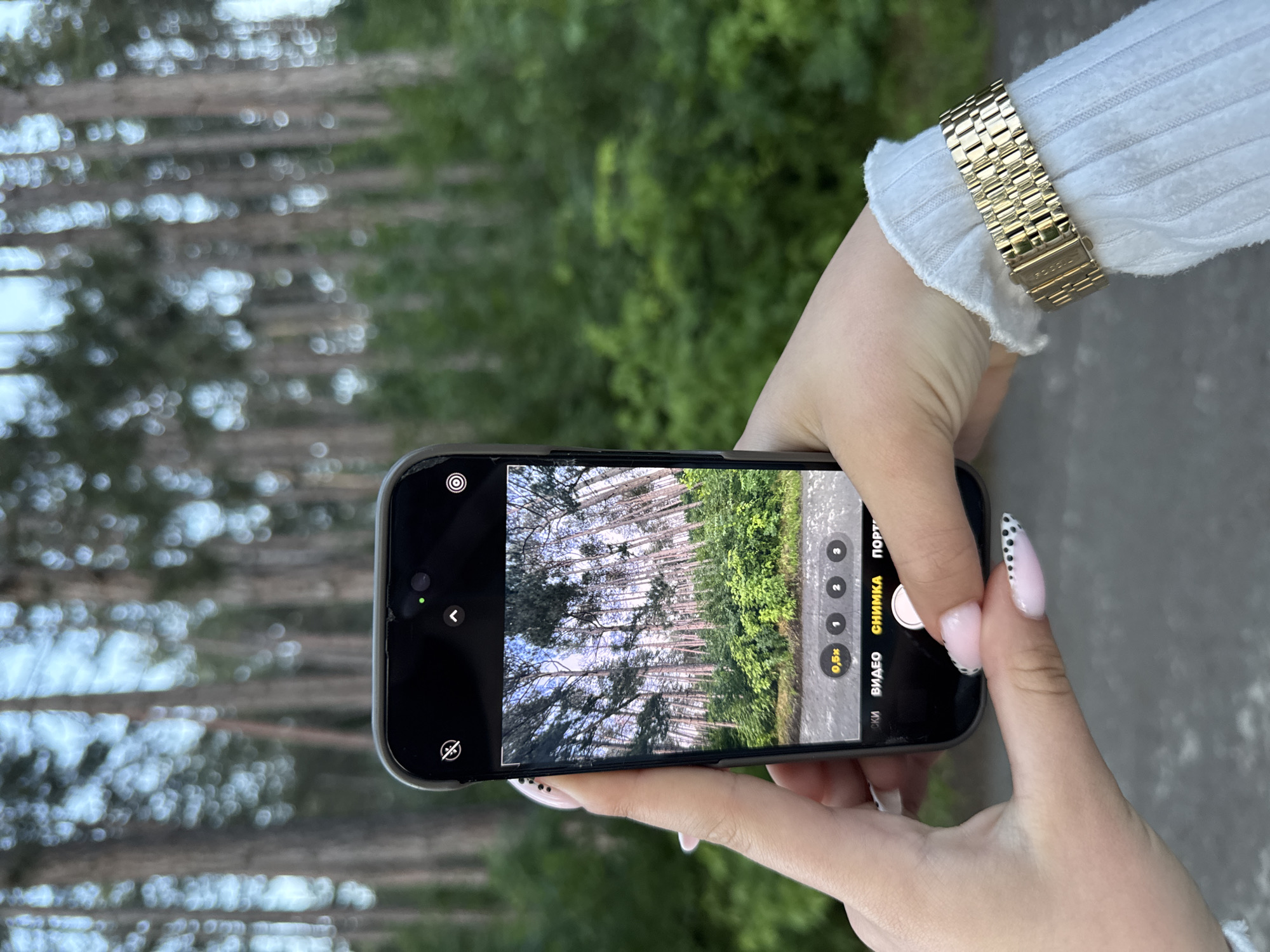 The image captures a close-up perspective of a person's hands holding a smartphone, actively displaying its camera interface, within a forest environment identified as being in the city of Targovishte, Bulgaria.
The subject's two hands, presumably female, hold a dark-colored smartphone horizontally. The left hand supports the device from below, while the right thumb rests near the on-screen shutter button. The nails on both hands are long, pointed, and manicured with a light pink base and black polka dot tips. The person wears a white, long-sleeved garment with a ribbed texture, visible on the right wrist and forearm. A gold-colored metallic watch with a link bracelet and a visible clasp is worn on the right wrist.
The smartphone's screen displays a live preview from its camera, showing a view of a dense forest. Tall, slender trees with mostly green foliage dominate the screen's composition, with a strip of lush green undergrowth at the bottom, bordering a gray paved surface, likely a road or path. The camera interface is visible, showing zoom options ("0,5x", "1", "2", "3") and Cyrillic text labels for camera modes ("ВИДЕО" - Video, "СНИМКА" - Photo, "ПОРТ" - Portrait), with "СНИМКА" highlighted. A green indicator light is present at the top of the phone screen, signaling the camera's activation.
The background of the overall image is an out-of-focus but discernible continuation of the forest scene depicted on the phone screen. Numerous tall trees with narrow trunks and green canopies extend upwards, creating a deep perspective. The undergrowth is dense and green. A grey asphalt or paved path is visible in the lower foreground and middle ground, receding into the blurred distance. The sky, partially visible through the trees, is a light blue. The lighting suggests natural daylight.