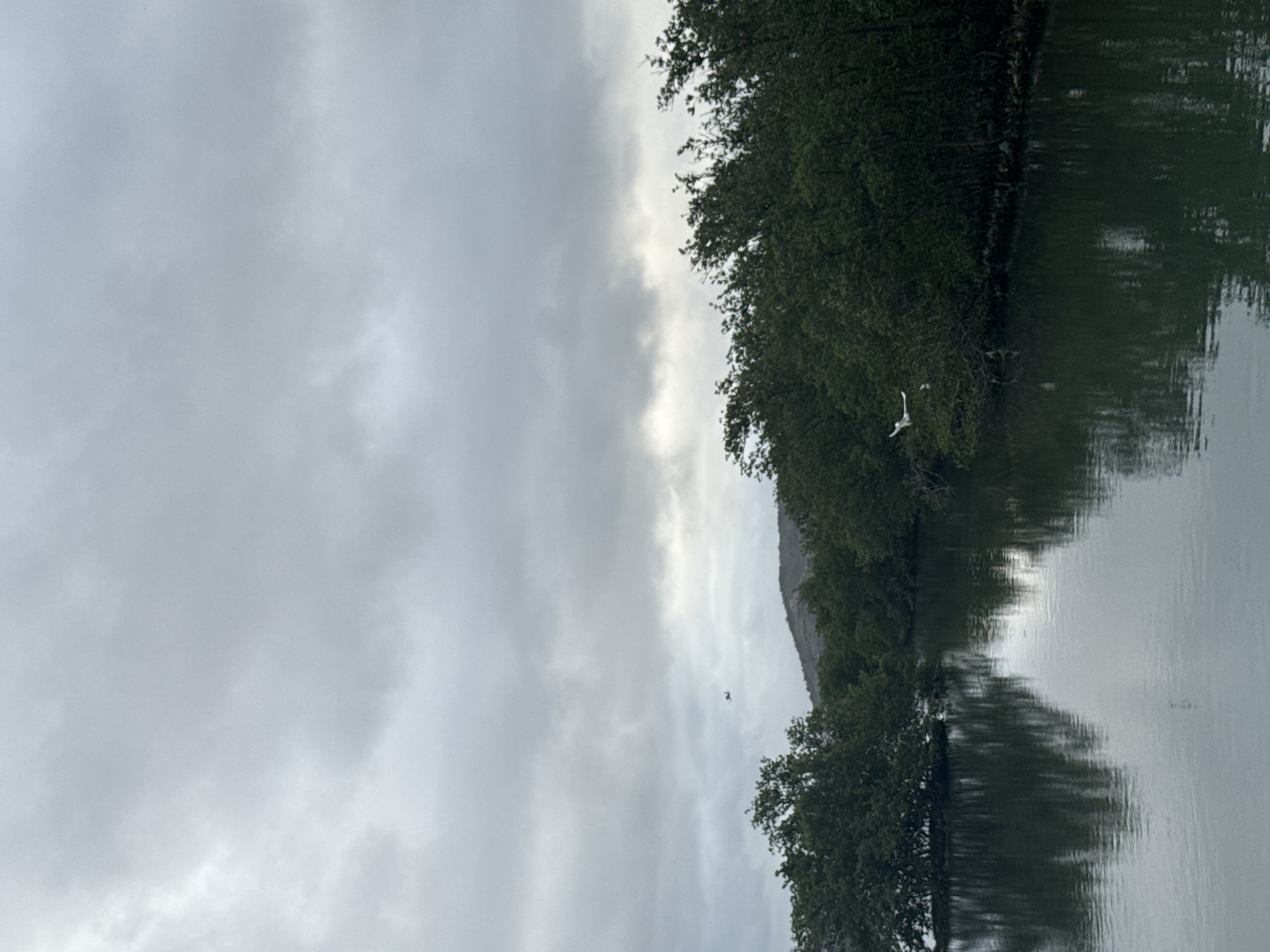 The image shows a natural landscape with dense green trees lining a calm body of water. The sky is overcast with gray clouds. In the distance, there is a hilly area. On the water, two white birds are in flight. A small aircraft is visible in the sky above the trees. The scene is likely a protected natural area, possibly a mangrove or coastal wetland.