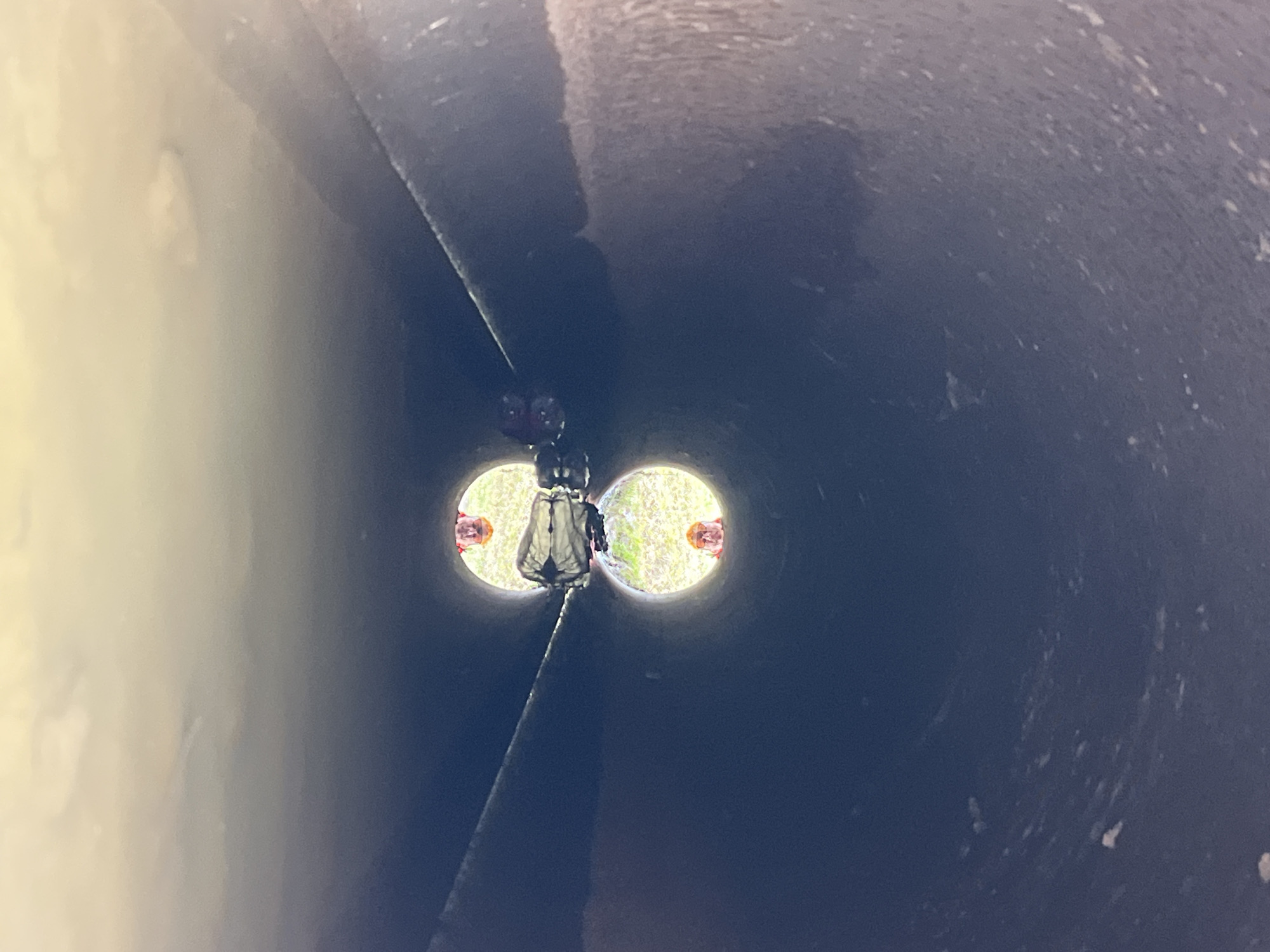 The image captures a view from inside a dark, cylindrical structure, resembling a pipe or tunnel, looking towards its opening. The interior surfaces are predominantly dark, with some lighter, potentially reflective areas on the left side.
At the far end, two bright, circular openings frame an outdoor scene characterized by vibrant green vegetation, likely grass, suggesting clear daytime conditions. Positioned between these two circular apertures, and facing outwards, is a human figure seen from behind. This individual appears to be wearing a light-colored garment, possibly a jacket or backpack. Above and slightly behind the figure's head, two distinct dark, rounded objects are visible, which could be part of a device such as binoculars or another person's head. Small reddish-orange elements or reflections are discernible along the inner edges of the circular openings.
The arrangement suggests the figure is actively observing the outdoor environment through these twin apertures. No text is visible in the image. The location context for this scene is Chaikovsky, Russia.