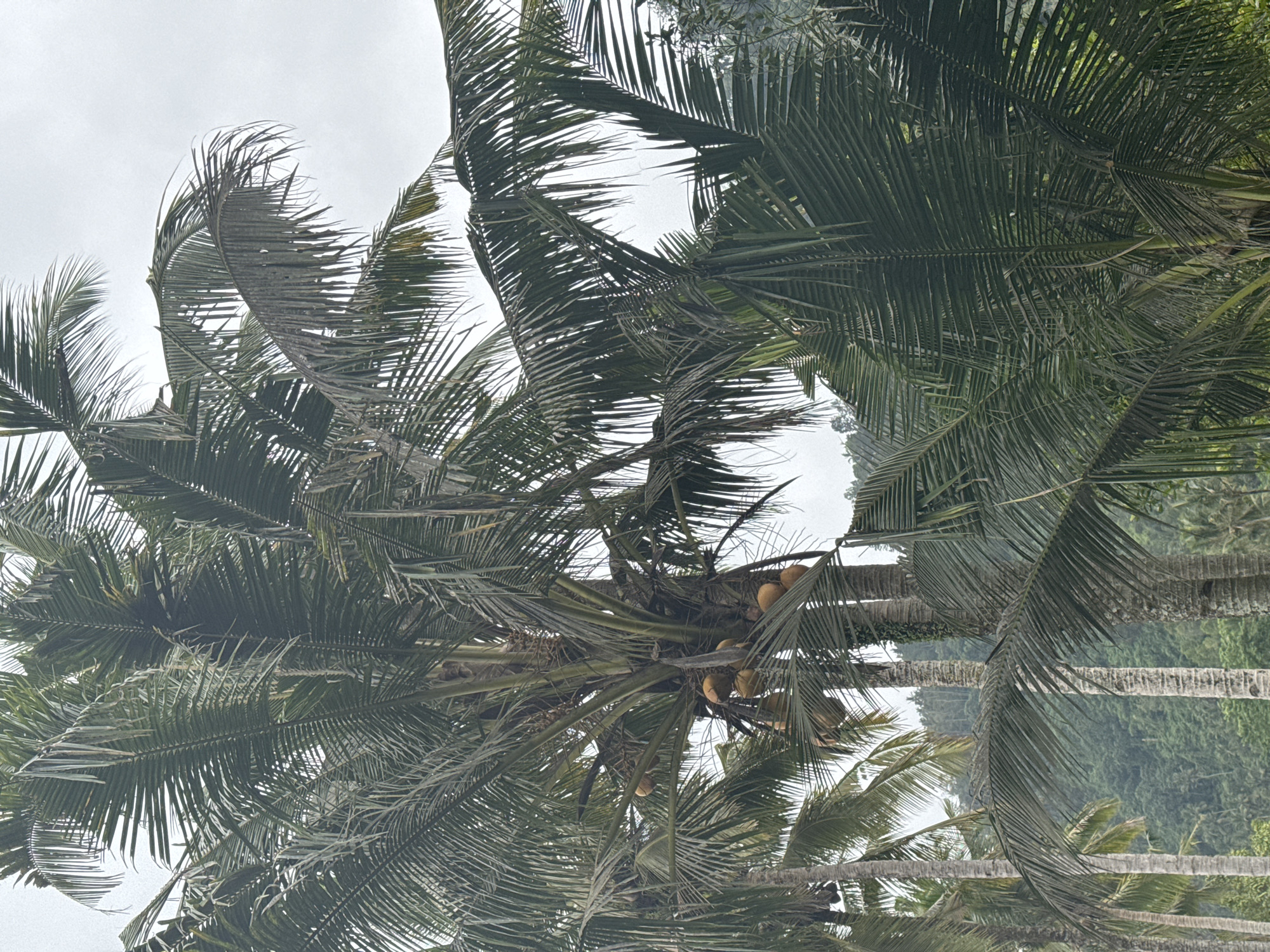 The image captures a cluster of mature coconut trees, their fronds creating a dense canopy against an overcast sky. Several ripe coconuts are visible, hanging in bunches from one of the central trees. The trees are set against a backdrop of lush, green, hilly terrain, suggesting a tropical or subtropical environment. The overall scene is one of natural abundance and tropical flora.