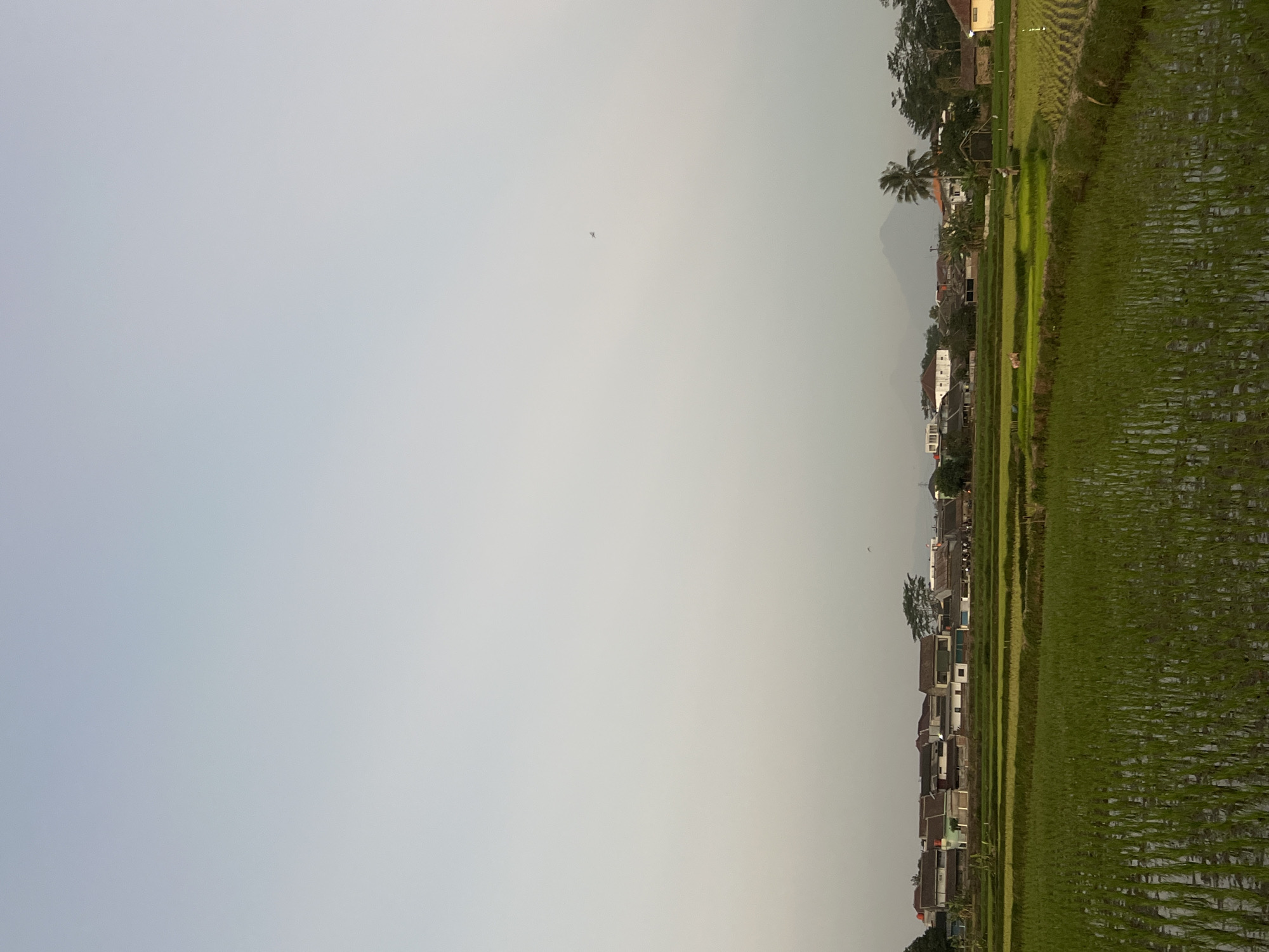 The image depicts a rural landscape in the city of Kalijoso, Indonesia. In the foreground, lush green rice paddies, partially submerged in water, stretch across the frame, showing rows of young rice stalks. Beyond the fields, a village is situated, characterized by a cluster of houses with various roof designs and colors, some appearing modern and others more traditional. A few trees are interspersed among the buildings. In the middle ground, a dirt path or road is visible, with a few figures walking. A lone palm tree stands prominently near the village. In the background, a hazy mountain range dominates the horizon under a pale, overcast sky. The overall scene suggests a peaceful, agrarian environment at dusk or dawn, with a sense of calm and quietude.