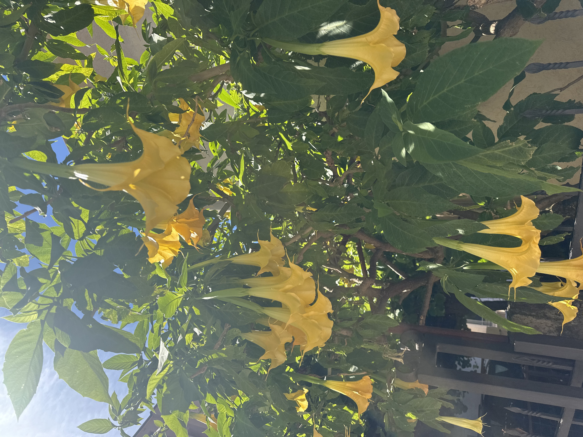 In Budva, Montenegro, a Brugmansia tree, commonly known as Angel's Trumpet, is in full bloom. Its large, trumpet-shaped yellow flowers hang downwards amidst lush green leaves. The scene is illuminated by bright sunlight, casting shadows and creating a vibrant contrast. The tree is situated in an outdoor setting, with a glimpse of a building and a dark metal fence in the background, suggesting it's part of a garden or courtyard. No people are present in the image.
