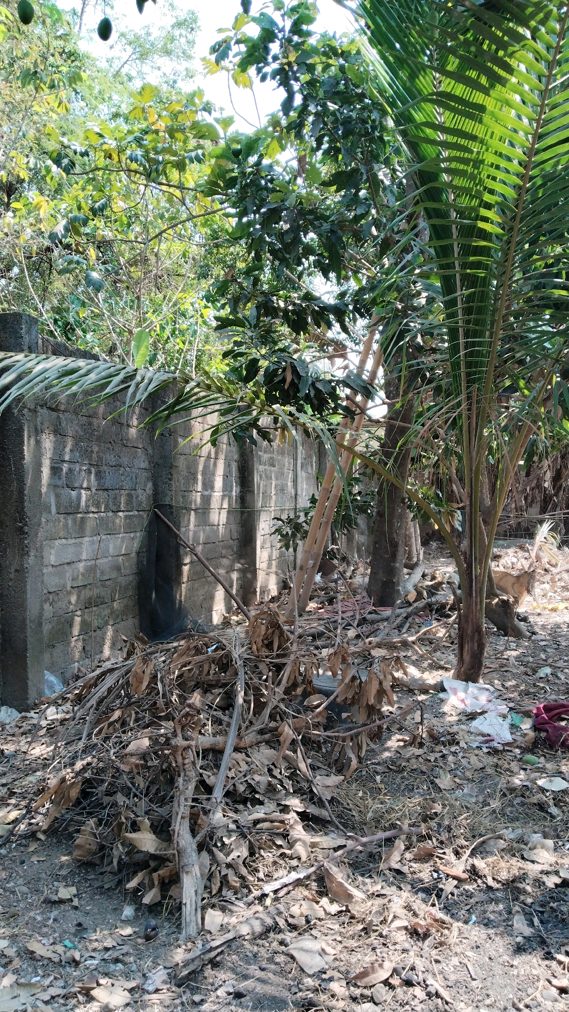 In the city of Simo, Indonesia, a sun-drenched outdoor scene features a tall, rough-hewn brick wall bordering a yard. The wall is partially covered by greenery and shows signs of wear. In front of the wall, a pile of dry, fallen leaves and branches is gathered, with some scattered debris like plastic bags and fabric remnants on the ground. Behind the wall, a cluster of trees stands, including a palm tree with its distinctive fronds, and other deciduous trees with varying shades of green foliage. The ground is covered with dry leaves and dirt, suggesting an arid or dry season. Sunlight casts shadows across the scene, highlighting the textures of the brick, leaves, and tree trunks. The atmosphere appears still and natural.