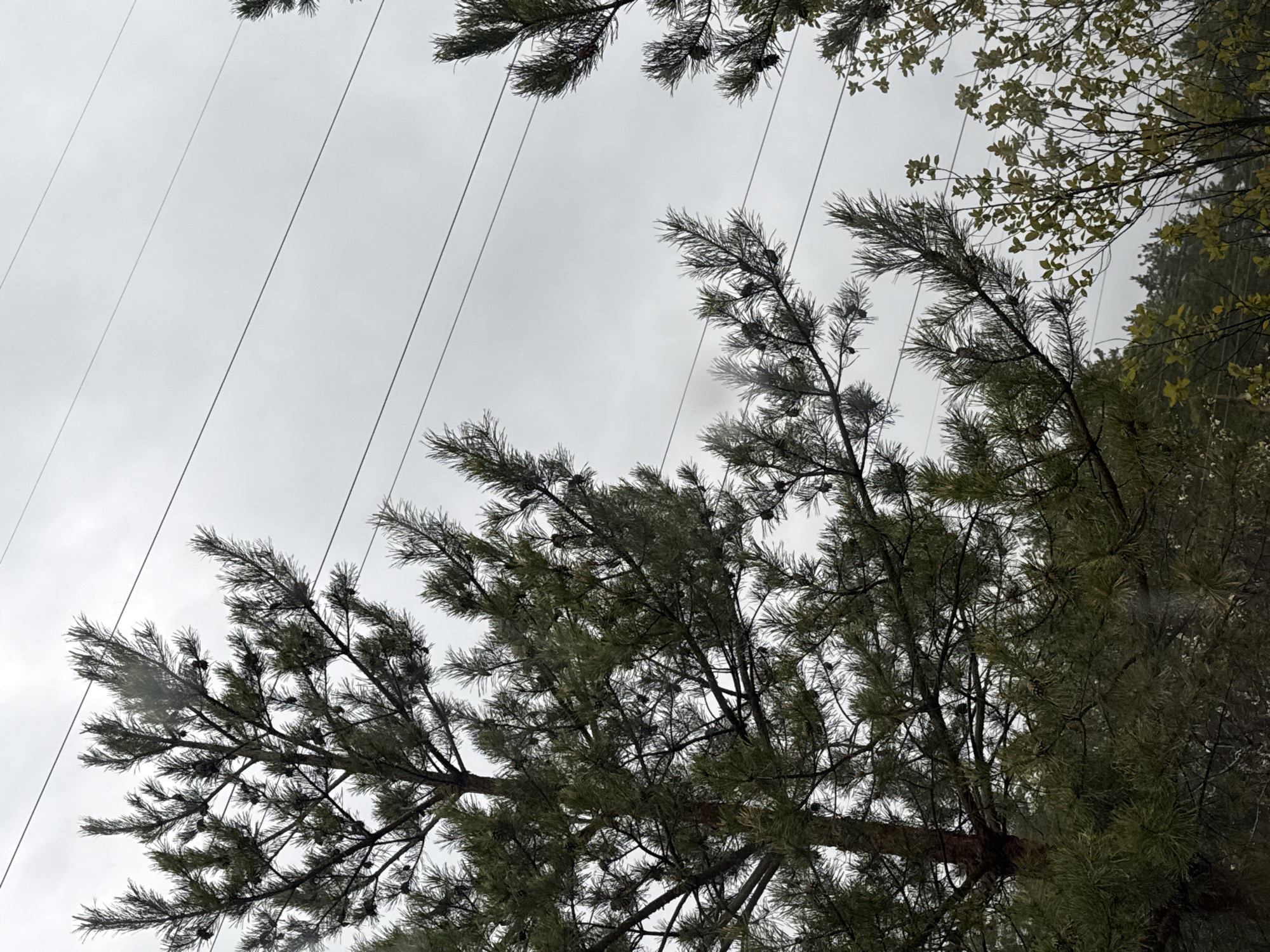 The image shows a view looking up through tree branches against a gray, overcast sky. Power lines are visible, diagonally crossing the frame from upper left to center. The tree branches are a mix of pine needles and leaves. The location is Chaikovsky, Russia. There are no people visible in the image.