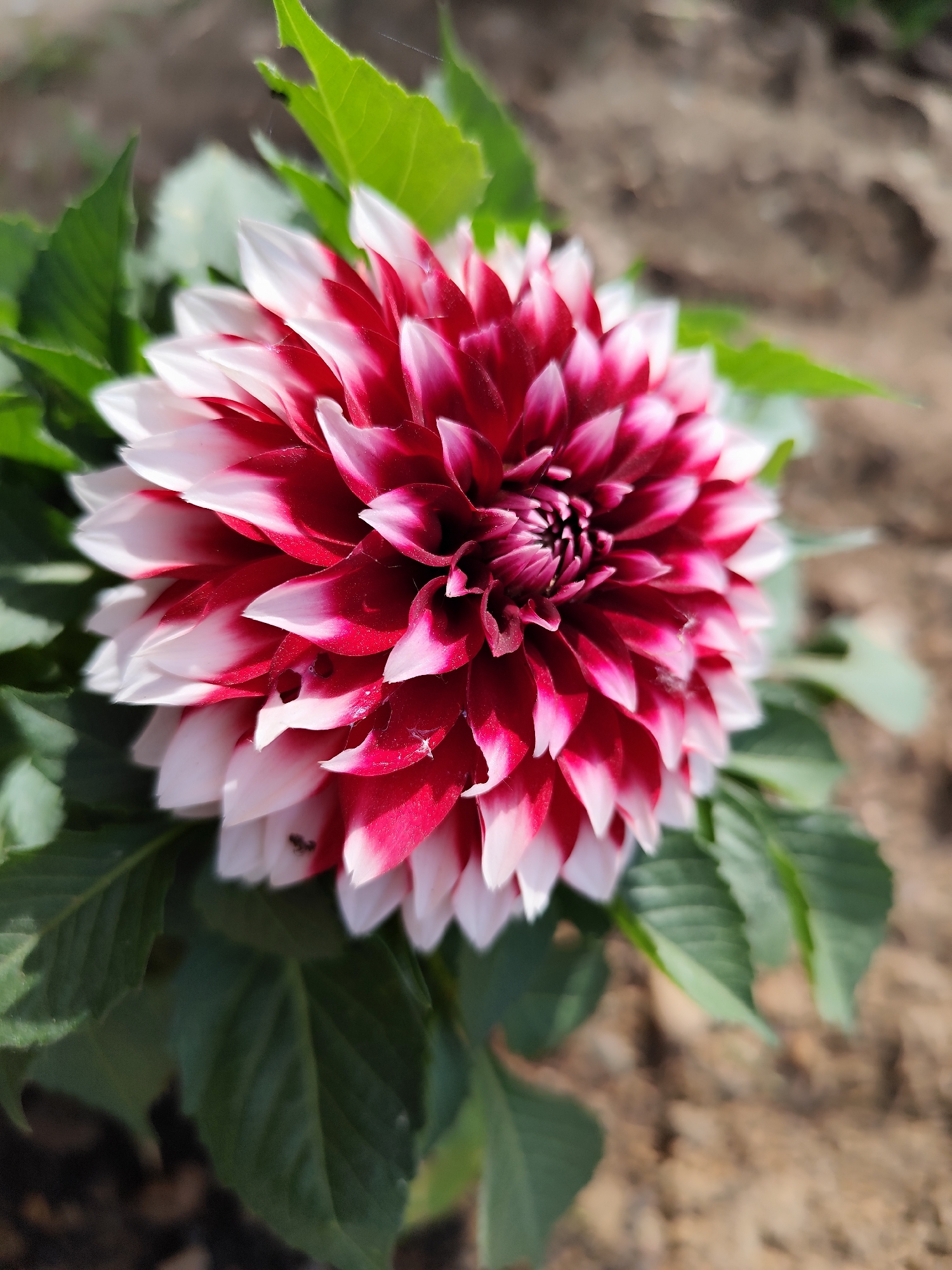 A close-up, slightly high-angle shot depicts a red and white dahlia in bloom. The flower has numerous petals, with the base of each petal being white and the upper portion transitioning to a deep red. The flower's center is densely packed with smaller, darker red petals. Green leaves surround the flower, providing a backdrop. The background appears to be blurred soil. The scene is out-of-focus. There is no indication of location within Фоки, Russia, or any other city.