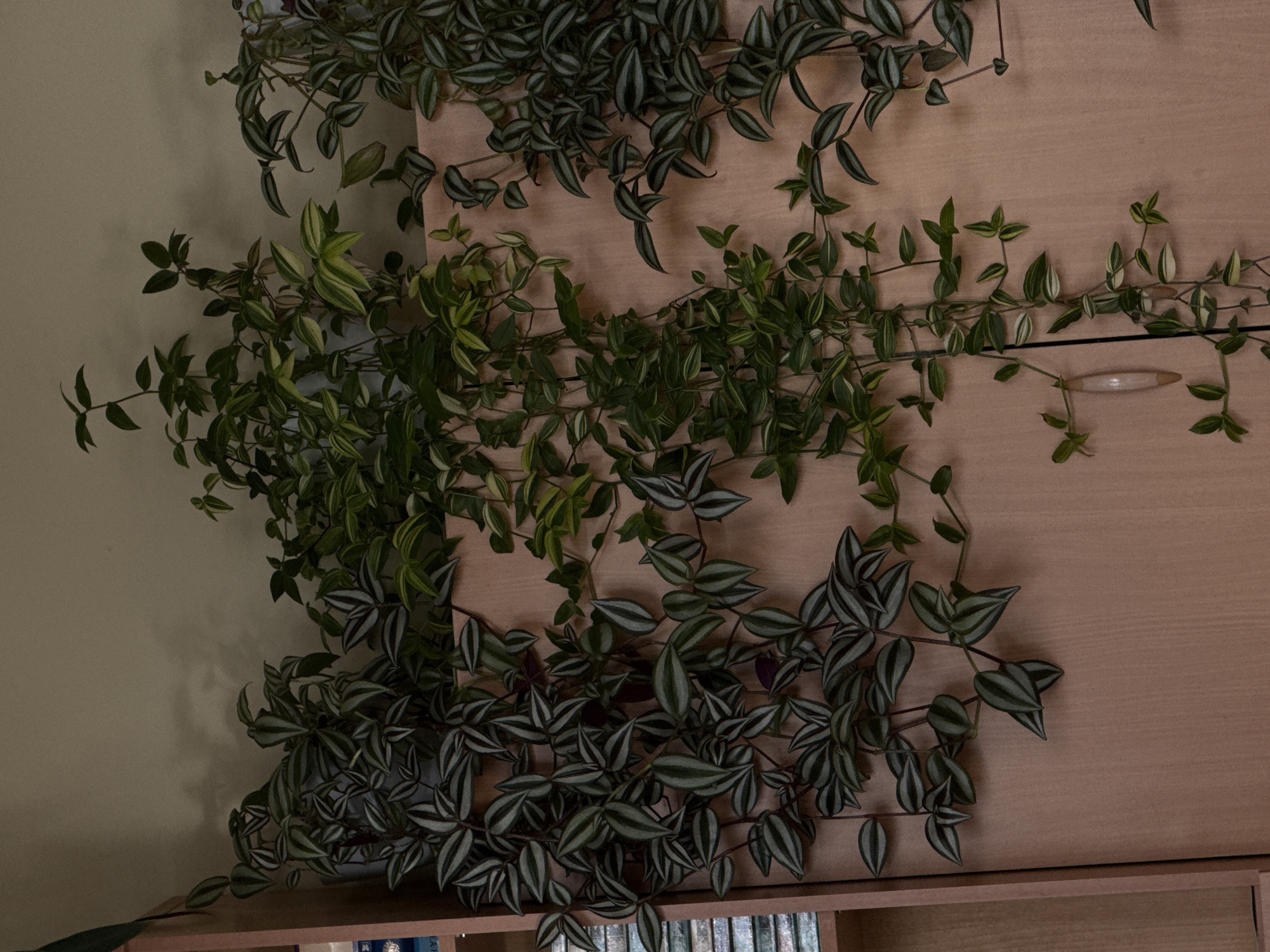 The image displays an indoor scene dominated by three different types of cascading potted plants arranged on and around a light-colored wooden cabinet or shelf unit. On the left side, a plain, light beige wall acts as a backdrop.
The uppermost plant, originating from the top left, features solid green, ovate leaves and sends its long, trailing vines across the top surface of the wooden furniture and downwards towards the right. Below it, a second plant with variegated foliage, showcasing lighter green and yellowish stripes or patches on a darker green base, also extends its vines across the middle section of the wooden surface, growing predominantly towards the right. The lowest plant, situated in the bottom left, is clearly a 'Wandering Jew' (*Tradescantia zebrina*), distinguished by its striped leaves with prominent dark green and silver-grey patterns, and visible purplish undersides. Its dense vines drape downwards and spread horizontally across the lower part of the wooden unit.
The wooden furniture is a light, warm-toned cabinet or chest, possibly with drawers, as indicated by a wooden pull handle visible on the upper right side. Below the lowest plant, a shelf is present, holding multiple items that appear to be book spines, though any specific text on them is illegible due to blurriness.
The lighting in the image is dim and even, suggesting an indoor environment with artificial illumination or low natural light. No people or activities are depicted. The plants appear healthy and well-maintained within this domestic setting.