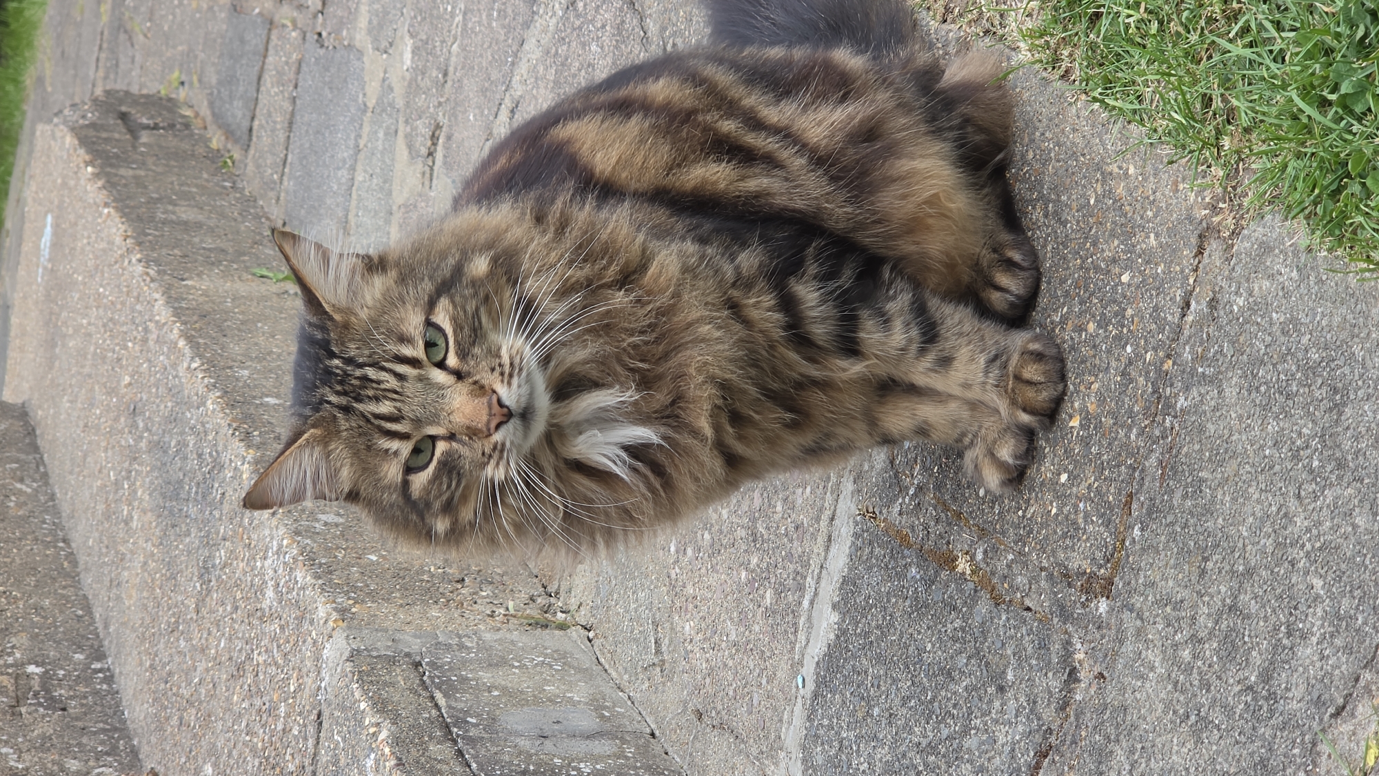 A long-haired, brown tabby cat lies on a concrete surface. Some green grass is visible at the top right corner of the image. The location is unknown and cannot be identified with certainty from the provided image. There is no evidence indicating that the location is in London, United Kingdom.