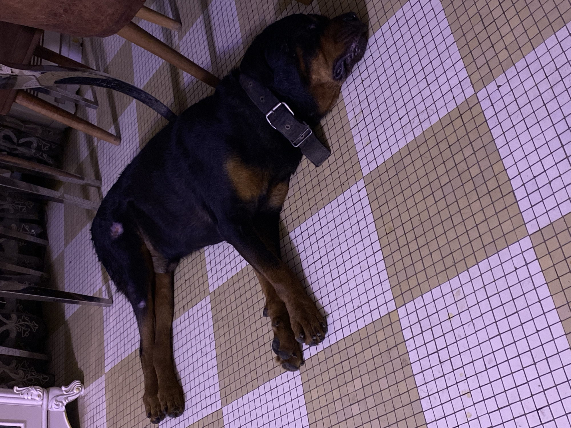 A Rottweiler dog is sleeping on a tiled floor. The tiles are arranged in a checkered pattern of beige and light pink squares. The dog is lying on its side with its head resting on the floor. Its paws are stretched out in front of it. The dog is wearing a black collar with a silver buckle. In the background, there are chair legs and what appears to be a piece of furniture. The lighting in the scene is dim, casting a purplish hue over the tiles. The overall environment suggests an indoor setting, possibly a home. The specific location of Giginyu, Nigeria, is not discernible from the visual information present in the image.