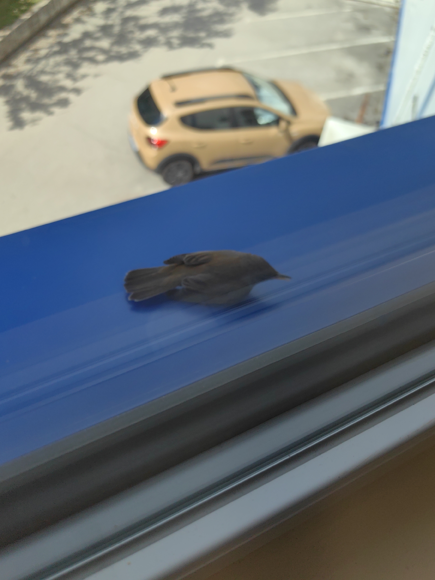 A small, brown bird rests on a blue window sill. In the blurred background, a tan-colored car sits in a parking area under trees. The photograph was taken in Sofia, Bulgaria.