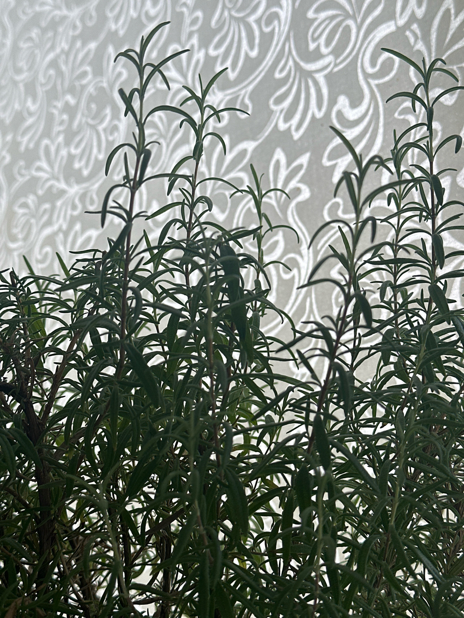 The image shows a close-up of several rosemary sprigs against a background of white lace curtains. The rosemary branches are dark green and detailed, with many needle-like leaves. The lace curtains have a floral pattern that creates shadows and highlights. There are no people or animals visible in the image. The scene appears to be indoors, with natural light coming from behind the curtains. The location of this image in Nevinnomyssk, Russia, is not discernible from the visual information provided.