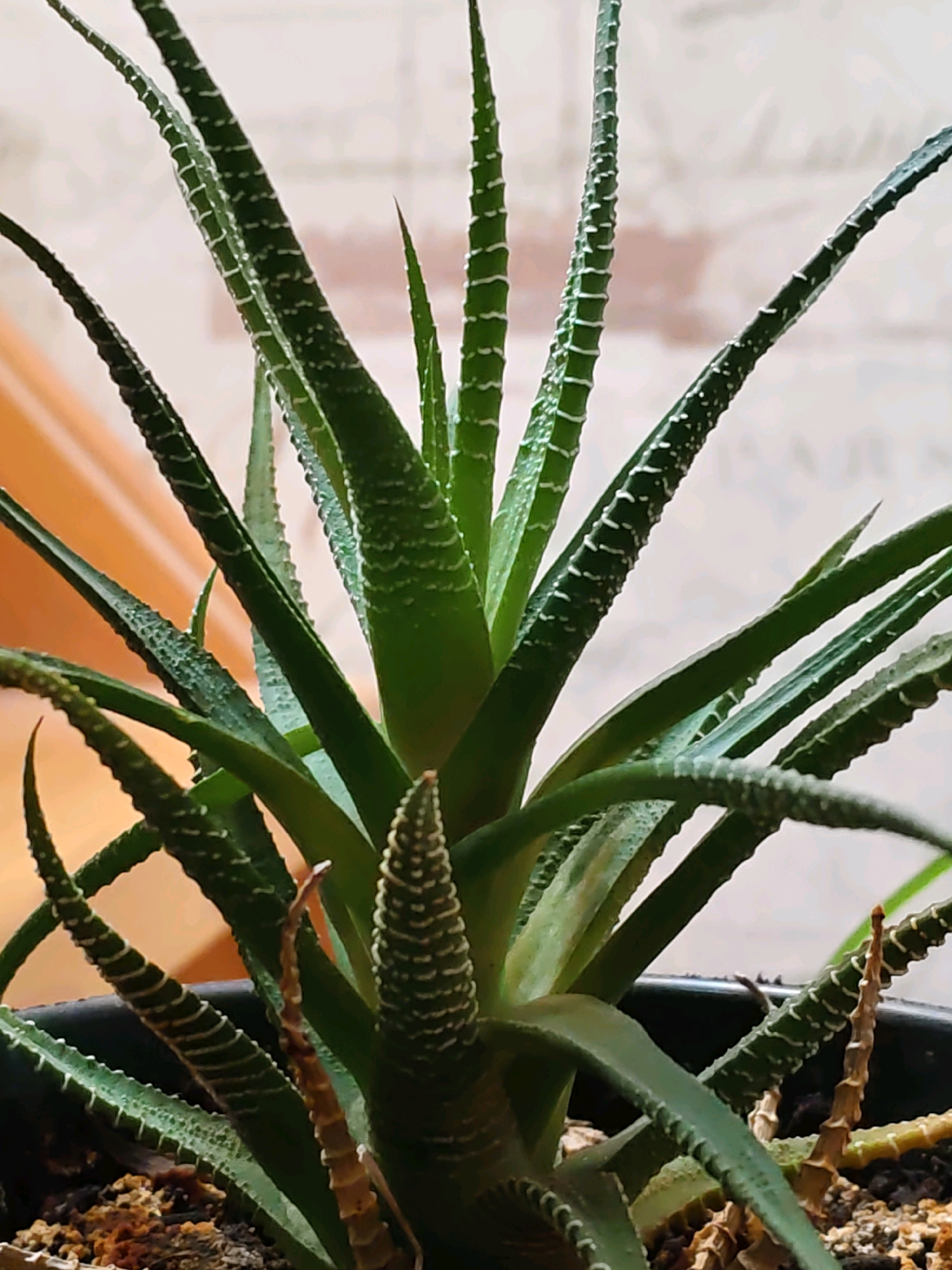 The image shows a close-up of a Haworthia plant with green, spiky leaves marked with white horizontal bands. The plant is in a black pot filled with soil. The background is blurred, showing a textured wall and a wooden surface. There are no people or animals visible in the image. The setting is indoors, likely a home or office, with soft lighting. The image does not provide any information about the city of Rostov-on-Don, Russia.