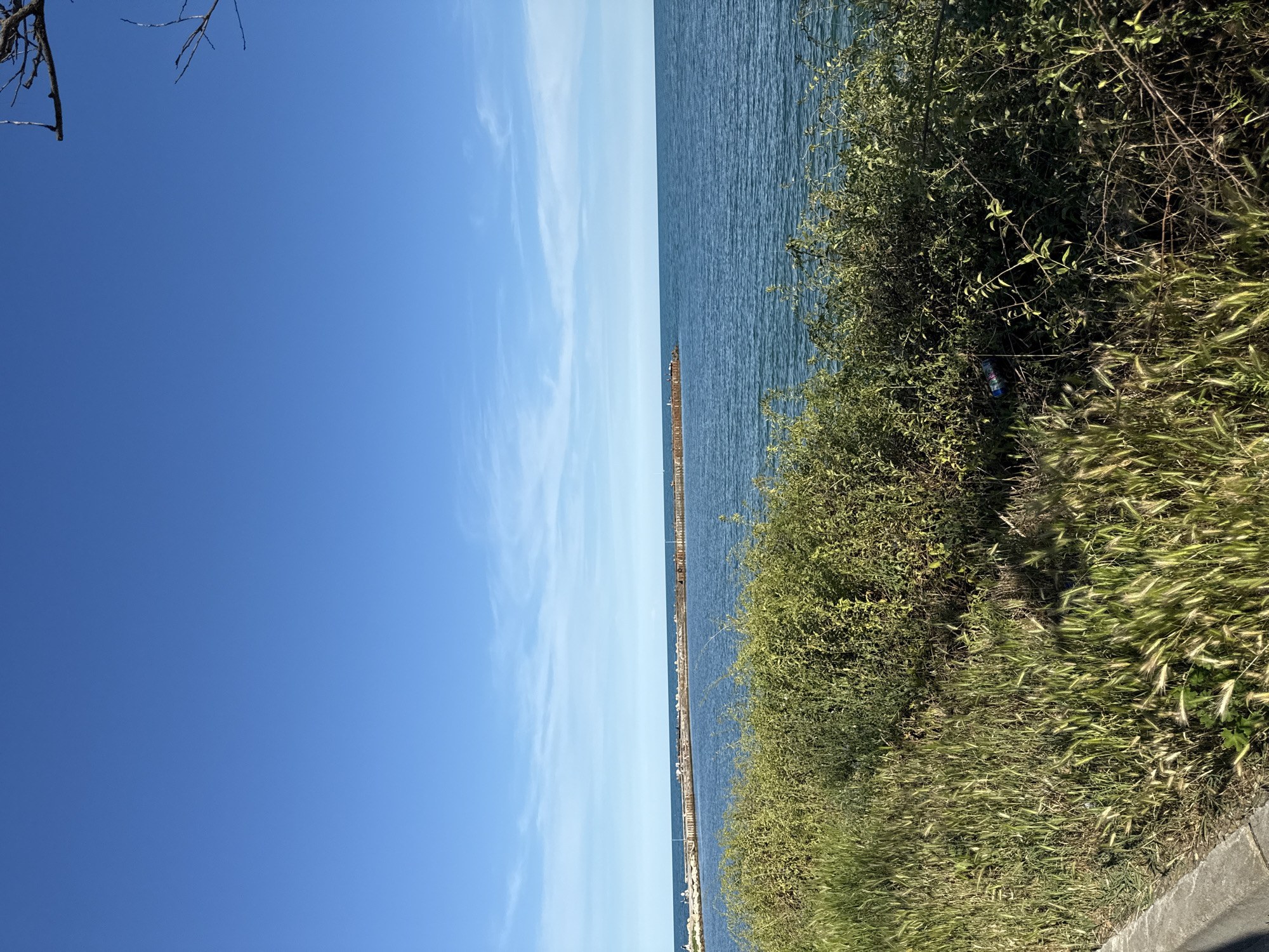 A bright, clear day with a vast expanse of blue sky and a few wispy white clouds is depicted. The image is oriented vertically, showing a body of water that meets the sky at a distinct horizon line. To the right of the water, a dense line of green foliage, including bushes and tall grasses, runs along the edge of what appears to be a paved area.
A long pier extends out into the water from the far distance, with several small figures visible on it, suggesting people are present. The water is calm with subtle ripples, reflecting the blue of the sky. The overall impression is one of a peaceful, sunny day at a coastal location. There is no visible text in the image.