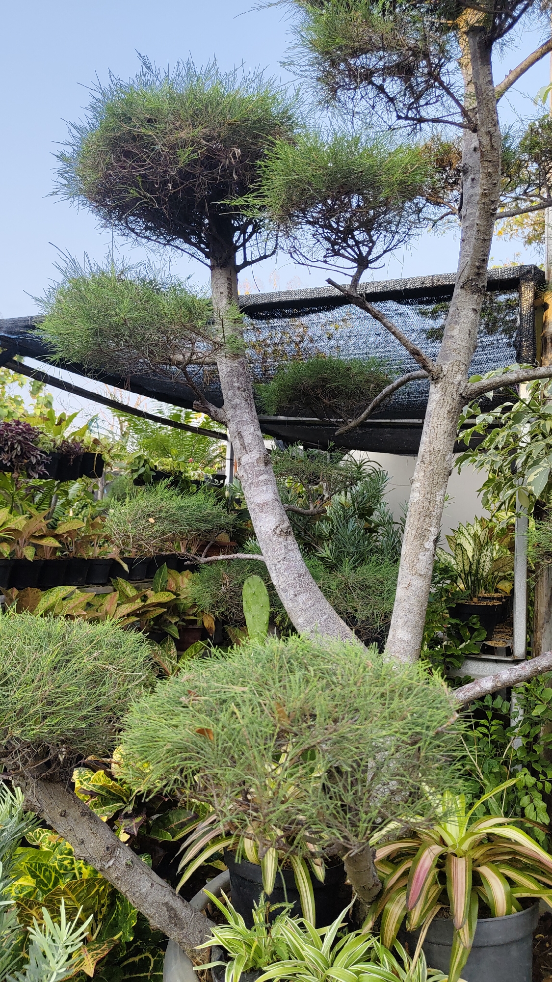 The image captures a close-up, eye-level view of an outdoor plant nursery in Bekasi, Indonesia. The foreground features a prominent, multi-trunked tree with a rough, light-grey bark, possibly a pine, meticulously pruned into cloud-like shapes. Its branches extend diagonally across the frame, with clusters of fine, needle-like green leaves. Surrounding the tree are various potted plants, including a bromeliad with pink and green striped leaves in the lower right, and other leafy green plants in black pots. In the mid-ground, shelves hold more plants in black pots, some with deep purple foliage and others with variegated green and yellow leaves. A black netting structure, likely for shade, is visible in the background, stretched over metal poles. The overall environment is lush and green, suggesting a well-maintained horticultural setting. The sky above is clear and light blue. There are no people visible in the image.