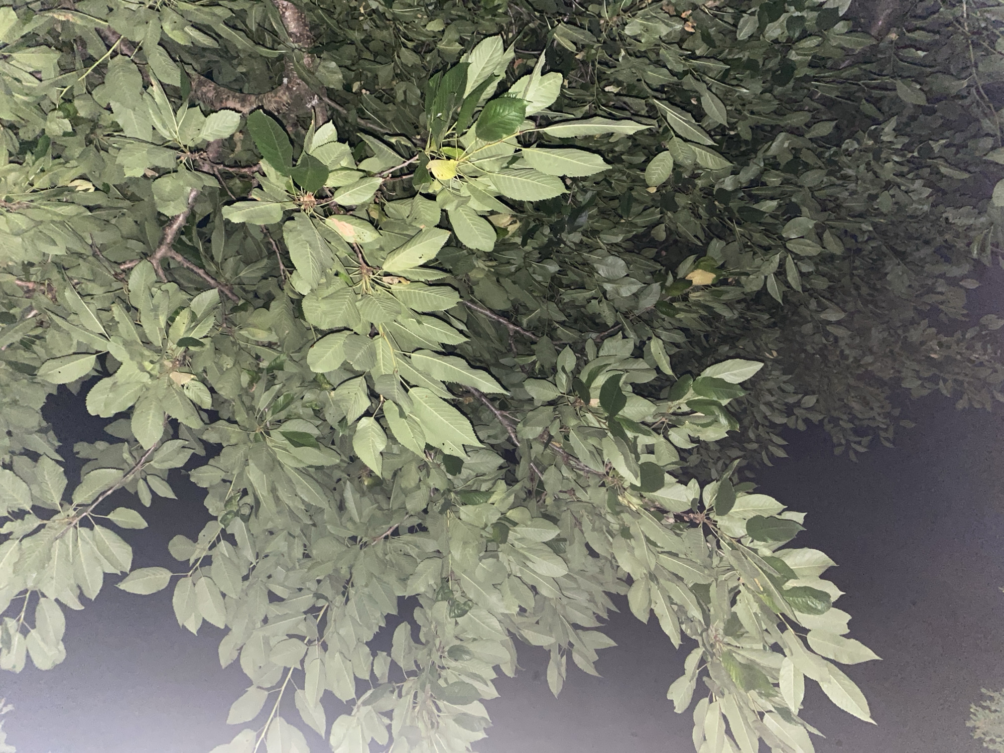 The image shows a close-up view of a leafy tree against a dark, hazy background, suggesting it was taken at night or in low-light conditions, possibly with artificial lighting. The leaves are predominantly green, with some variations in shade and a few appearing lighter or slightly yellowed. The branches are visible, with a rough, brown texture. The overall impression is of dense foliage. The location in Zastavna, Ukraine, is not visually represented in the image itself, as there are no discernible landmarks or urban features.