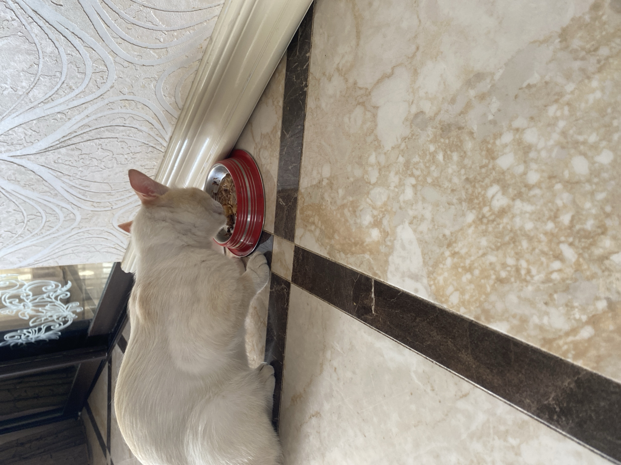 The image shows a cream-colored cat eating from a red metal bowl placed on a marble floor. The cat is positioned in the lower-left quadrant of the frame, facing towards the right and down at its food. The floor is tiled with a pattern of light beige and dark brown marble-like squares, with a dark brown grout line running diagonally across the image. In the background, a white wall with a textured, raised pattern of wavy lines is visible, and a portion of a beige baseboard runs along the bottom of the wall. To the left of the cat, a dark doorway with ornate white decorative elements can be seen. The scene appears to be indoors, likely in a residential setting. No specific indicators of the city of Sochi, Russia, are present in the image.