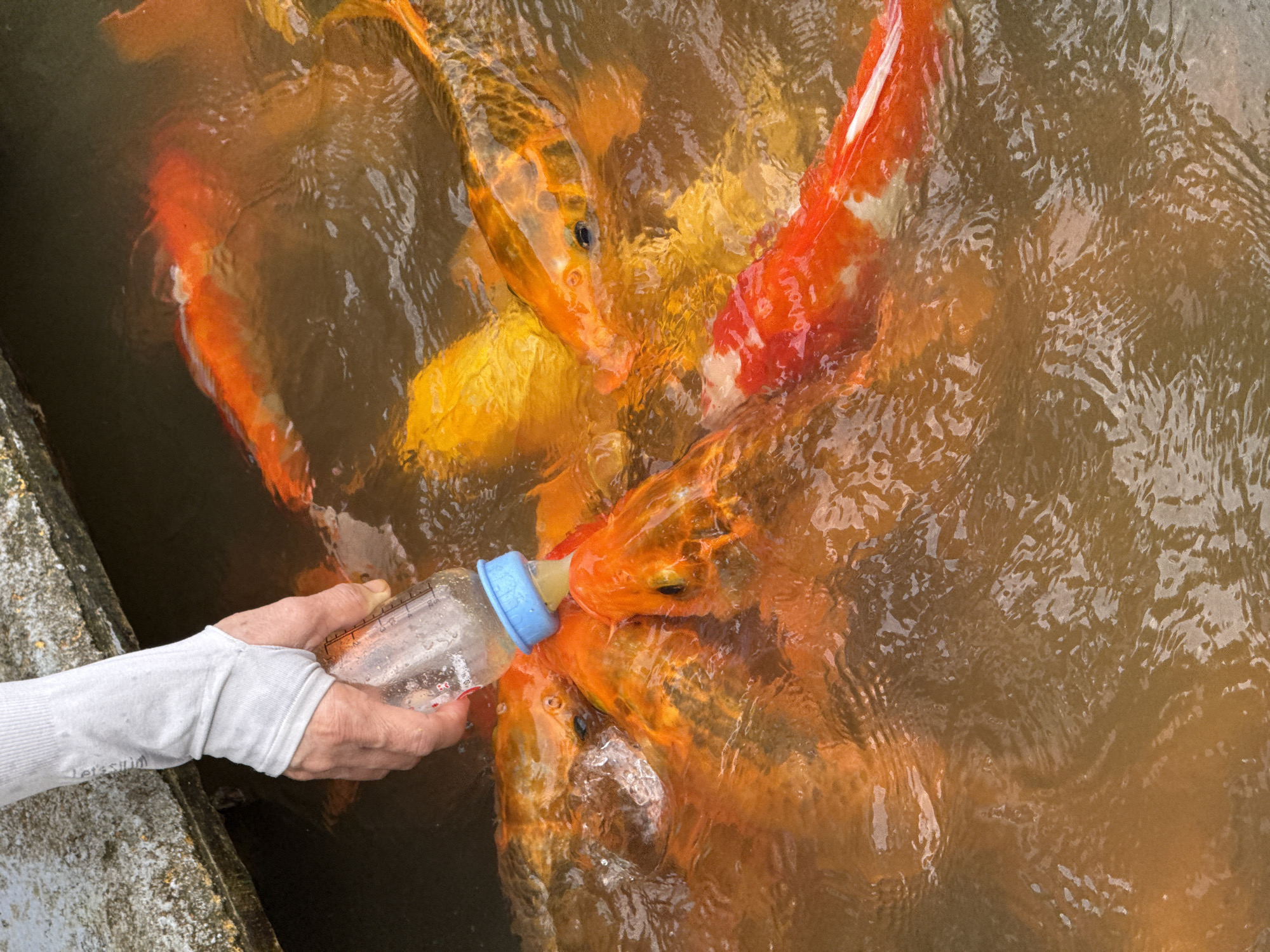 In Khanh Vinh, Vietnam, a person's hand, wearing a grey long-sleeved garment, holds a baby bottle with a blue nipple towards a school of koi fish in murky water. The fish, predominantly orange and yellow, surge towards the bottle, with some actively feeding from the nipple. The scene appears to be outdoors, near a concrete structure.
