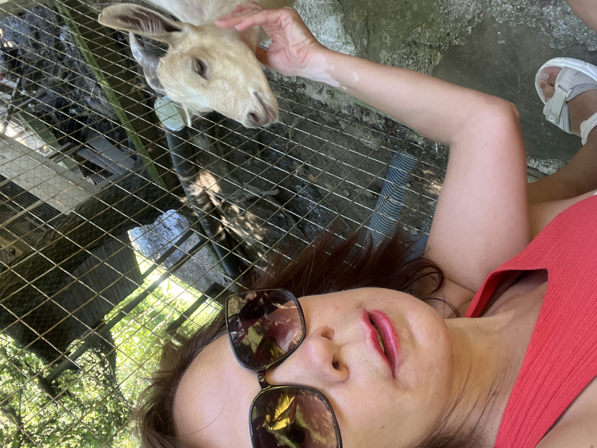 A woman with brown hair and sunglasses is taking a selfie with a goat behind a wire fence. She is wearing a red top. Her right arm is extended, petting the goat on its head. The goat is light brown and white, with small horns. The background shows trees, foliage, and a dirt ground. The scene appears to be an outdoor animal enclosure, possibly a farm or petting zoo. The location is not discernible from the image.